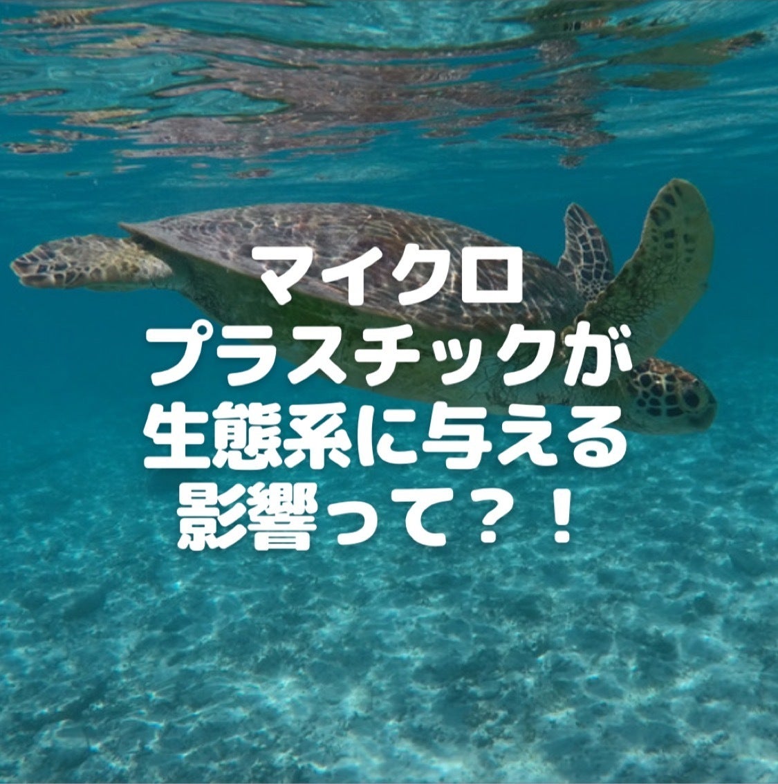 マイクロプラスチックが及ぼす影響について 解説します Campfire キャンプファイヤー