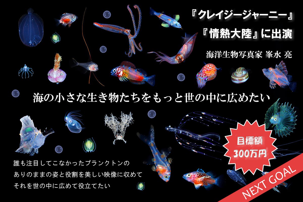 海の小さな生き物たちをもっと世の中に広めたい Campfire キャンプファイヤー 海の小さな生き物たちをもっと世の中に広めたい Campfire キャンプファイヤー