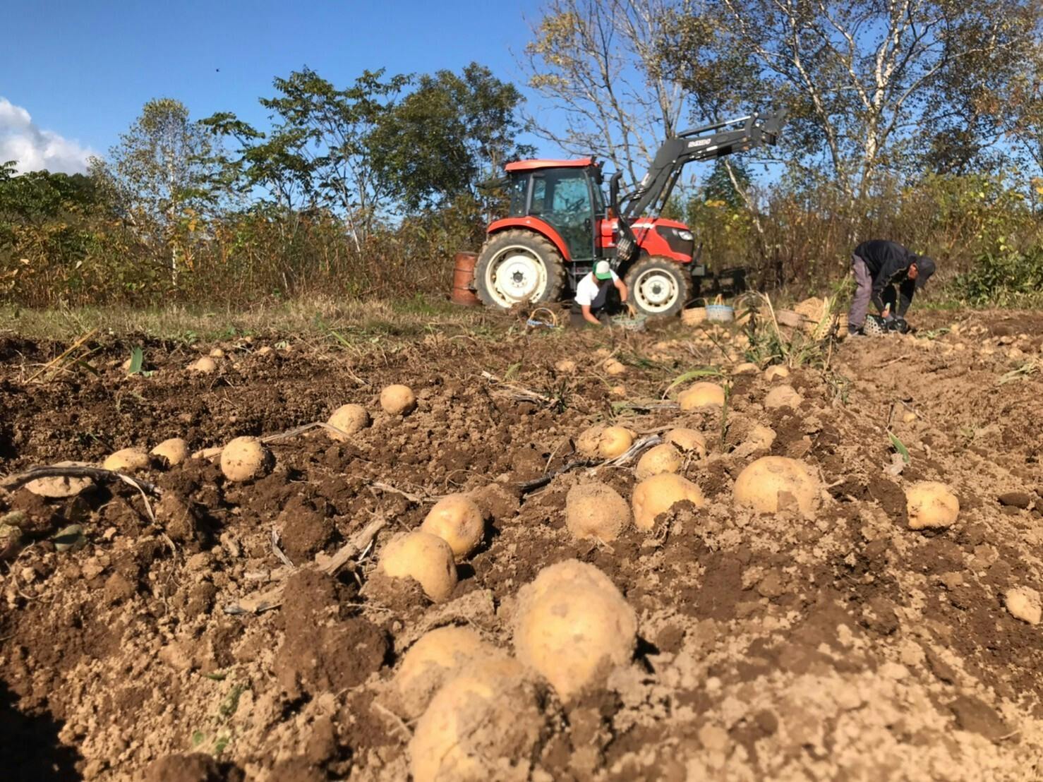 じゃがいもの収穫がはじまりました！【北海道ニセコ町 高橋農園