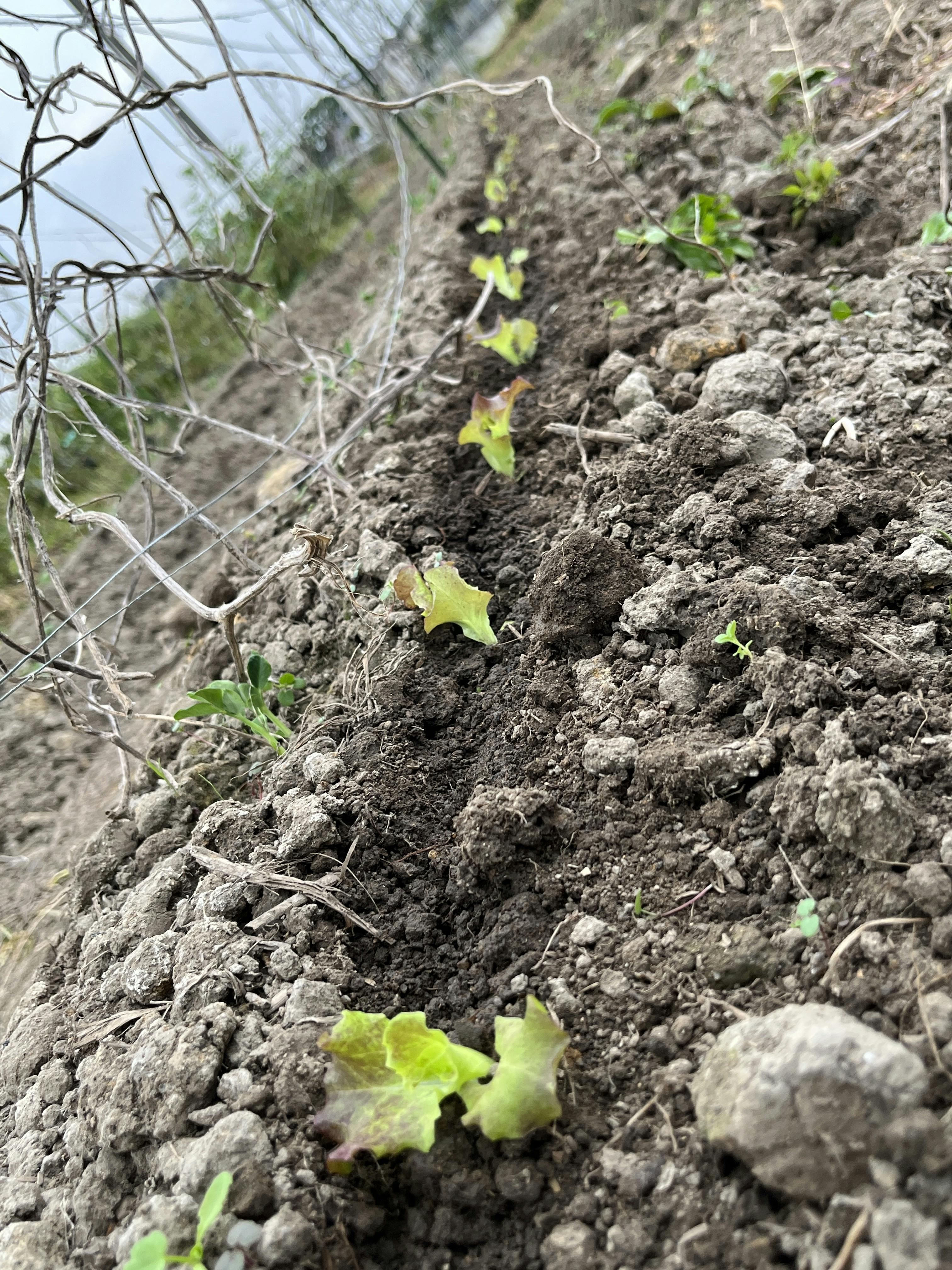 サニーレタス苗 10株 栽培期間中：農薬不使用 - 野菜