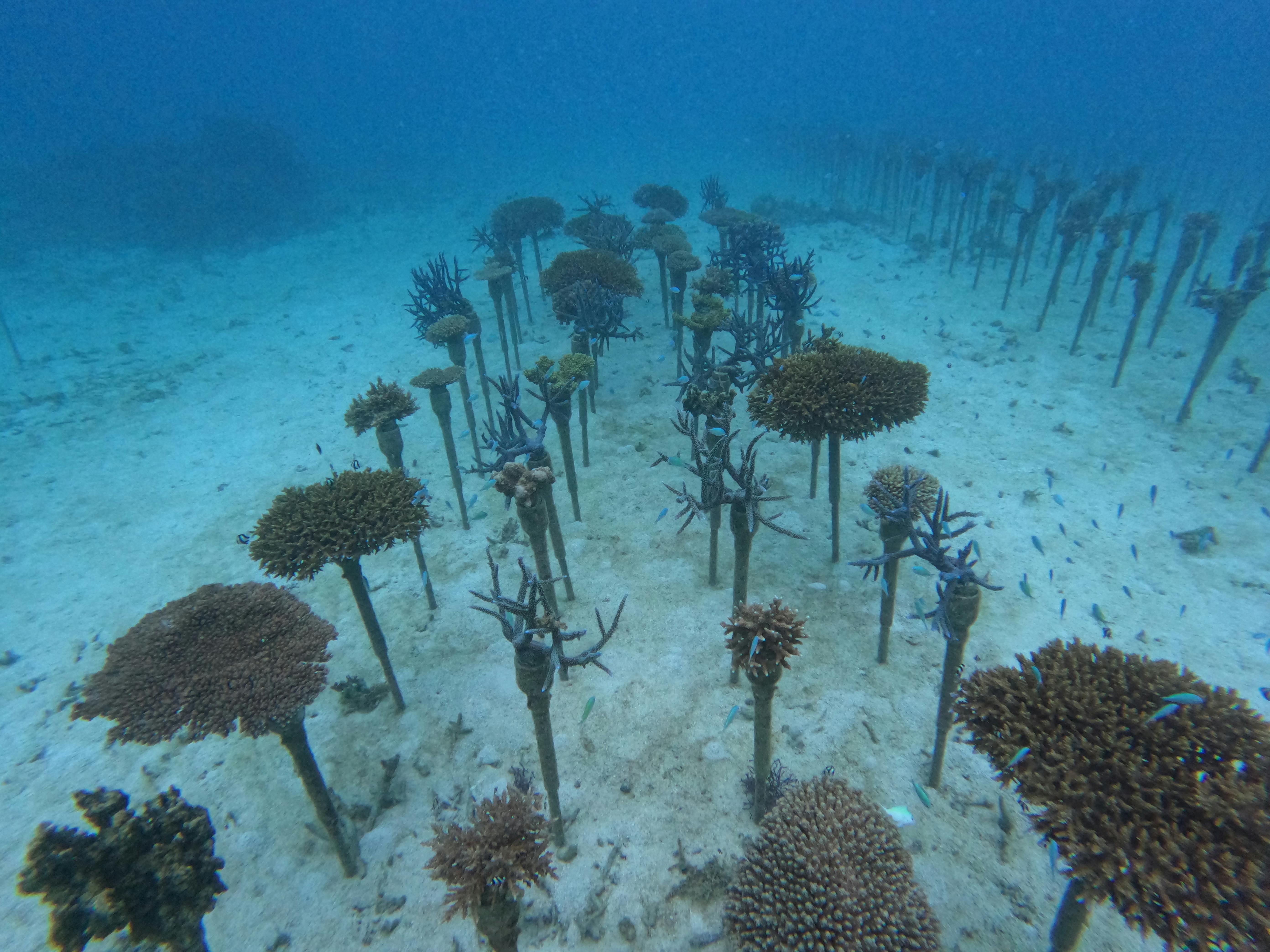 サンゴ礁 GOPR0409.JPG?ixlib=rails-2.1.4