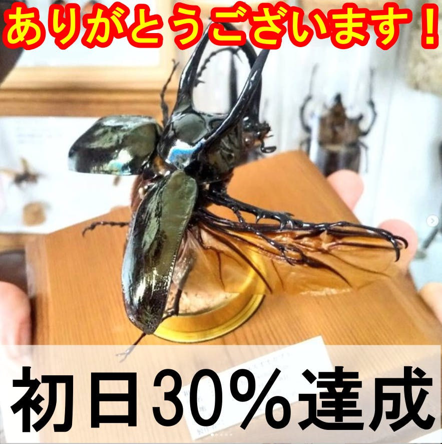 即購入OK エクセルヒューマン 木製昆虫標本風置物 パターンA 簡易木製