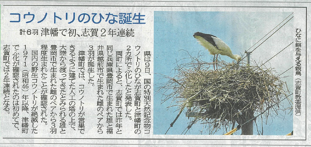 朗報】コウノトリのひな誕生が「津端塔」にて発表されました