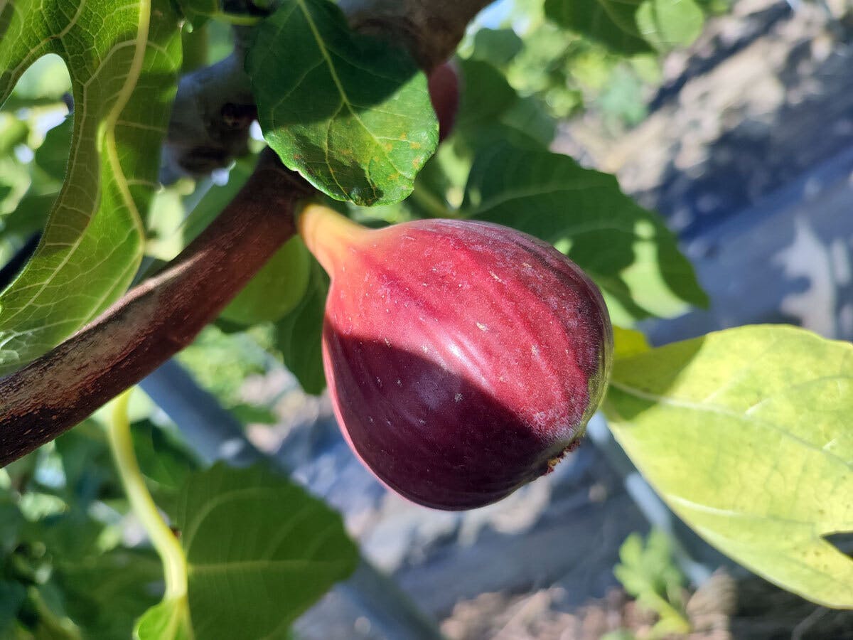 朝採り赤白いちじく2種食べ比べ ② - 果物