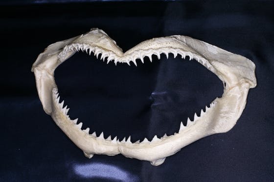 サメの歯