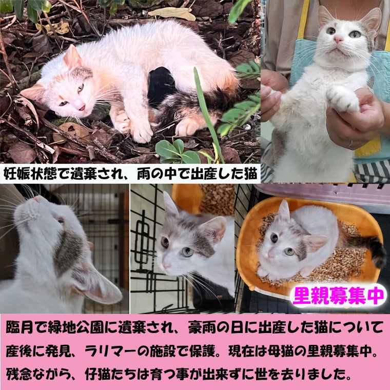 臨月で捨てられ、豪雨の中で出産した猫 - CAMPFIRE (キャンプファイヤー)