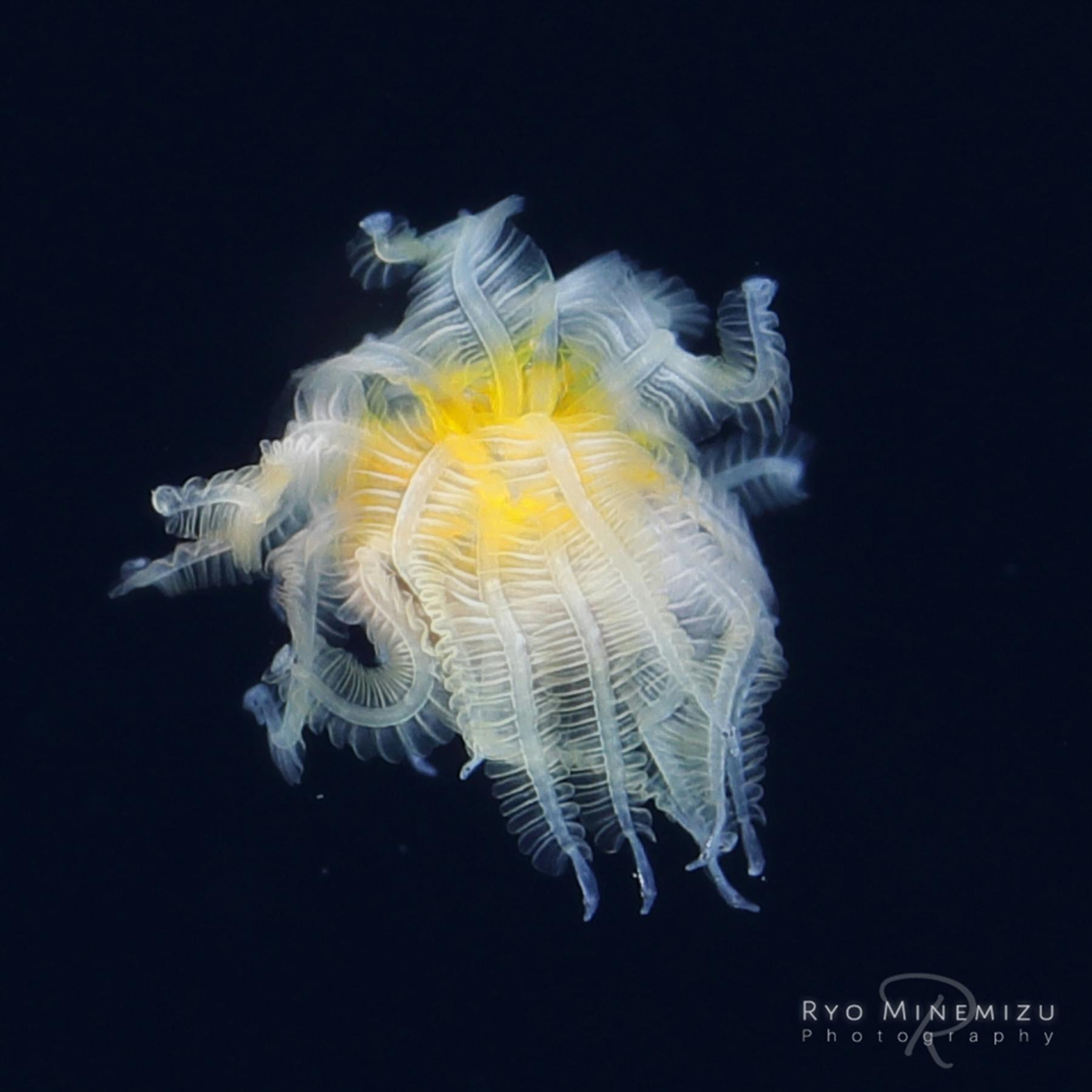 その姿はまるでヤマタノオロチ(八岐大蛇)世界中の生物学者を悩 その姿はまるでヤマタノオロチ(八岐大蛇)世界中の生物学者を悩