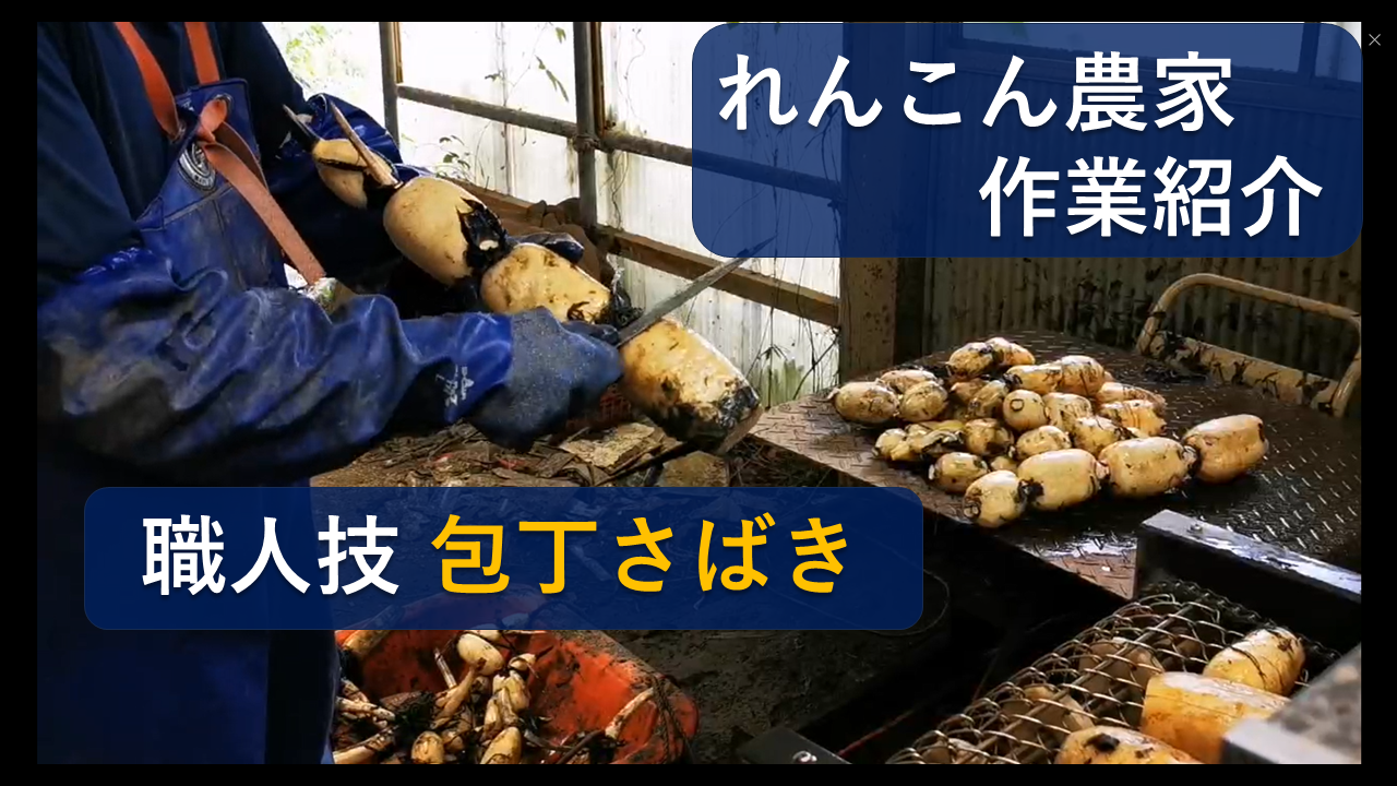 No.12 れんこんの作業紹介① ＋ リターン商品の追加について