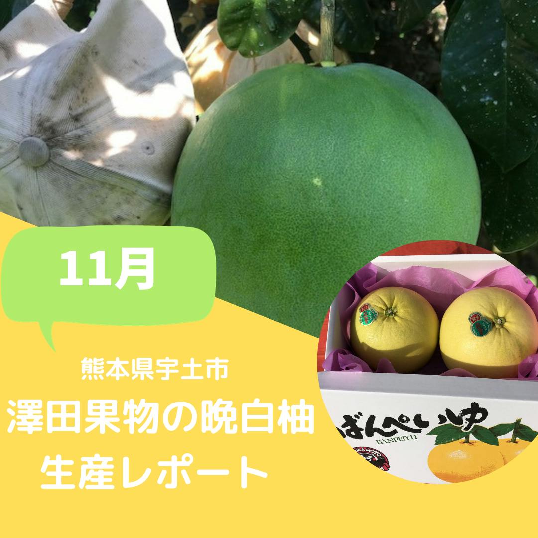 Vol.2 晩白柚（ばんぺいゆ） 生産者田代さんによる晩白柚成長レポート