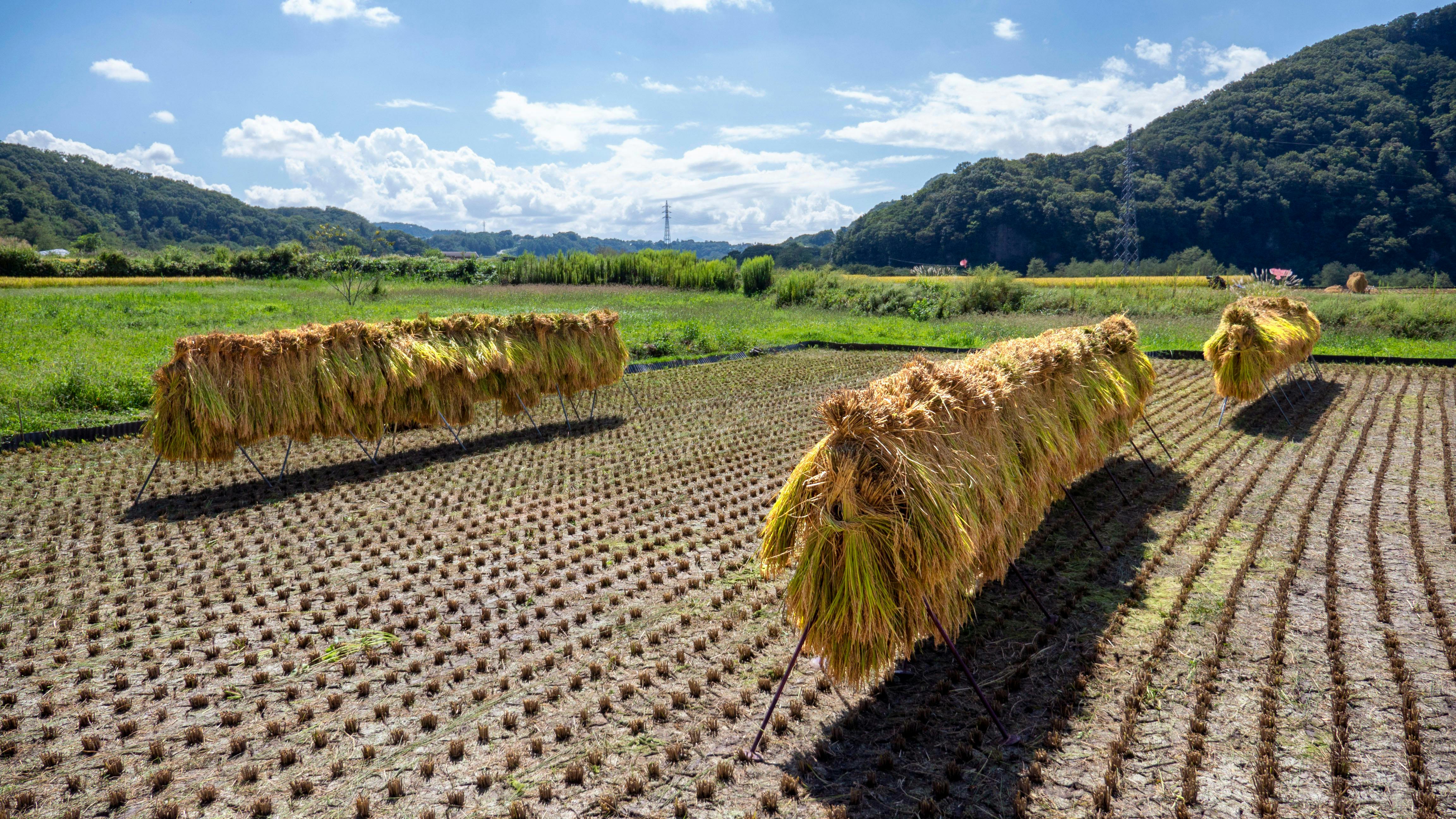 長野産 はぜ掛け 藁焼き用のわら 10kg 市販のわら vs はぜ掛けわら - CAMPFIRE (キャンプファイヤー)