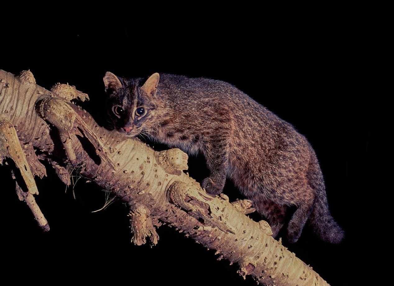 西表島のみにわずか100頭生息するイリオモテヤマネコを交通事故から