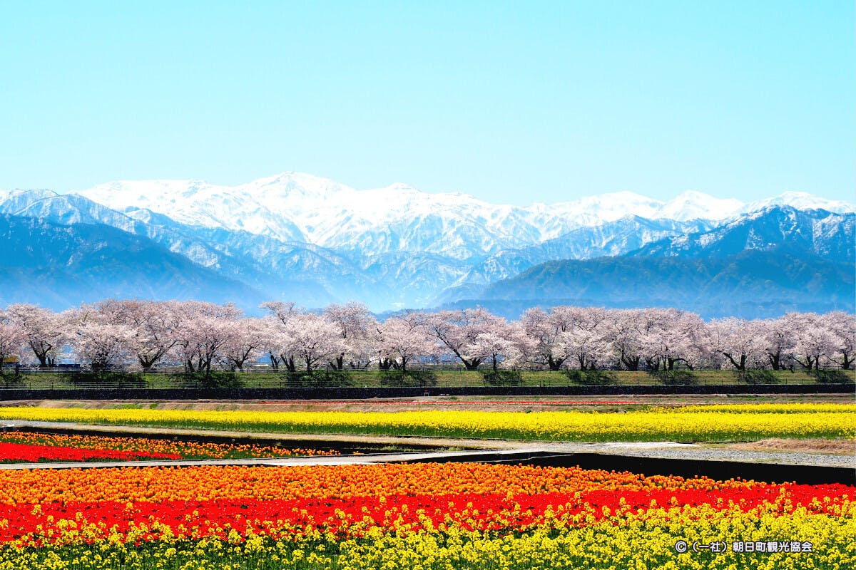 春の四重奏紹介.jpg?ixlib=rails