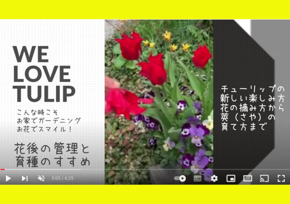 動画紹介】プロが教えるチューリップの育て方（花摘み・球根収穫）と種