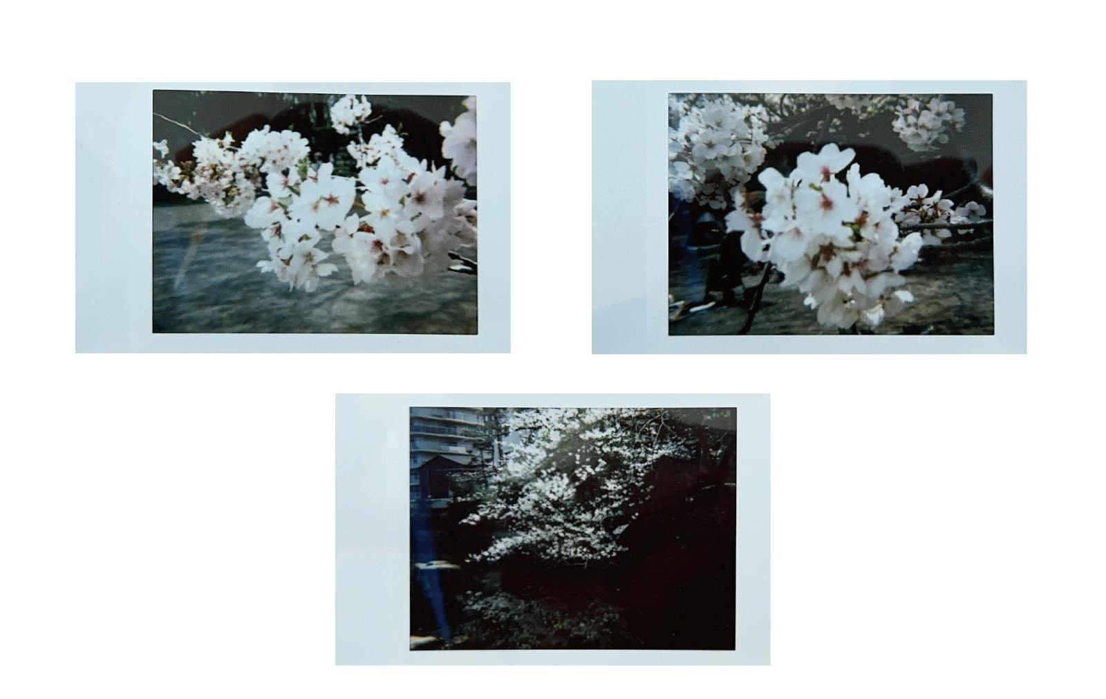 風景撮影】CAMPFIRE社員がNONS Camera SL645を使ってみた！ - CAMPFIRE