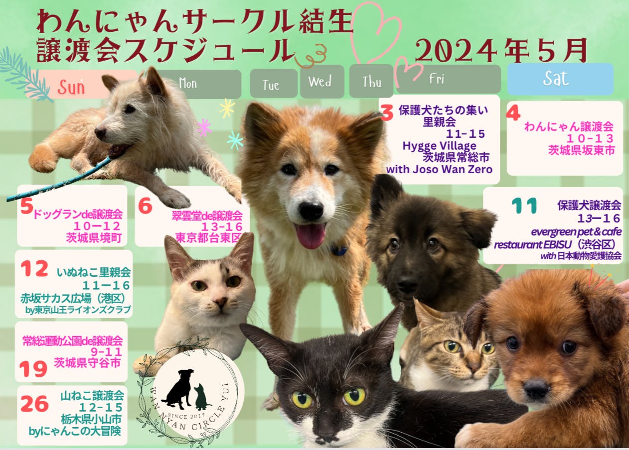 活動報告】2024年5月の譲渡会開催&参加予定のお知らせです