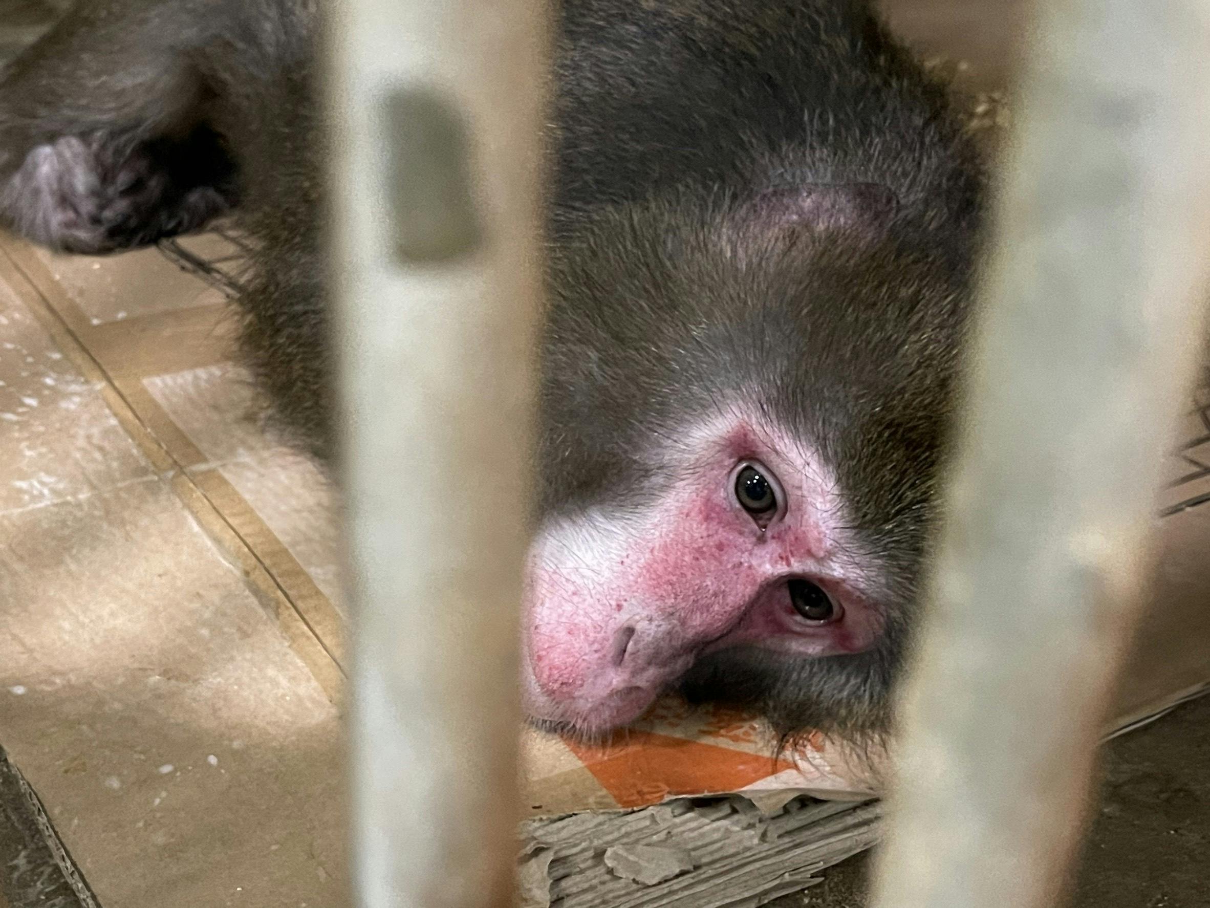 カイくんの足の怪我について… CAMPFIREコミュニティ