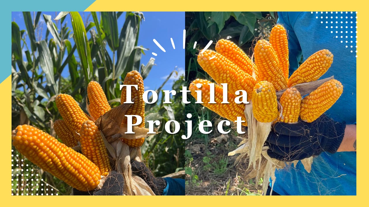 Tortilla_Project.png?ixlib=
