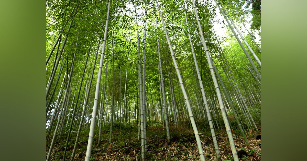 Discover Lexus「Bamboo」に竹が登場 - CAMPFIRE (キャンプファイヤー)