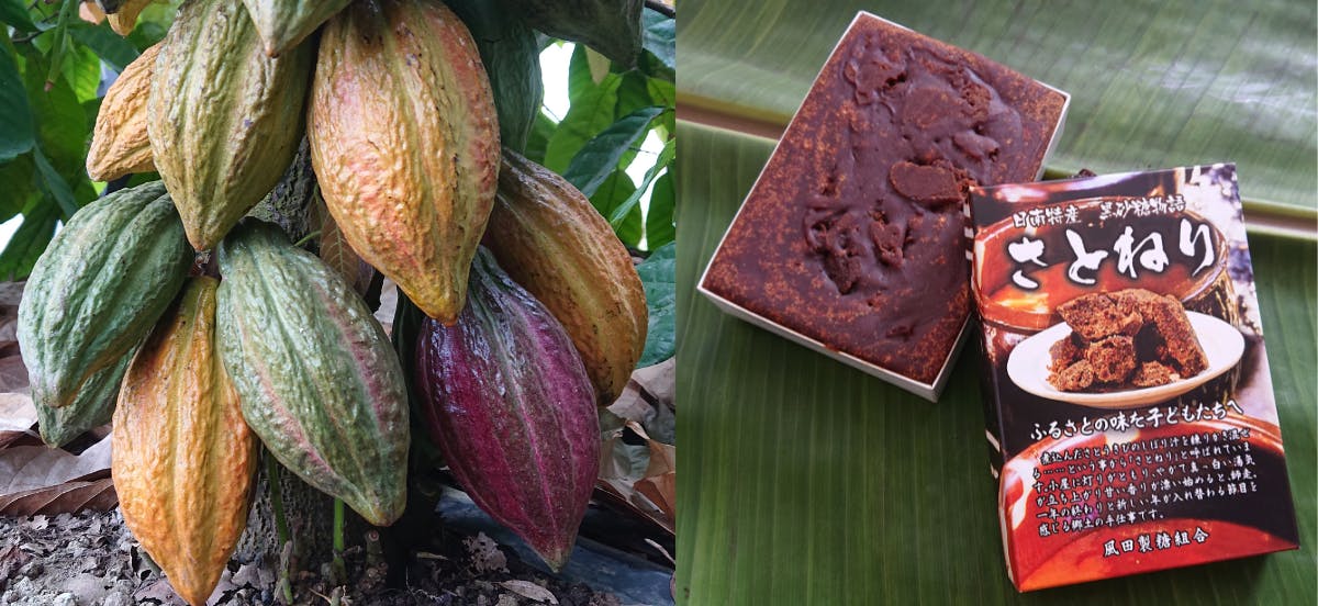 カカオ様限定 喜界島産カカオ苗 – 南国から届く特別な一株 2本セット