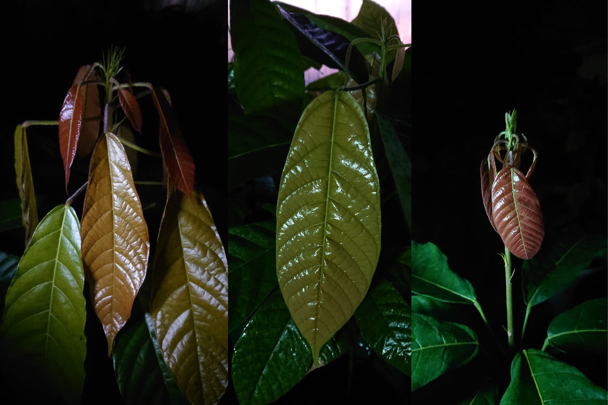 カカオクラファンサムネナイト