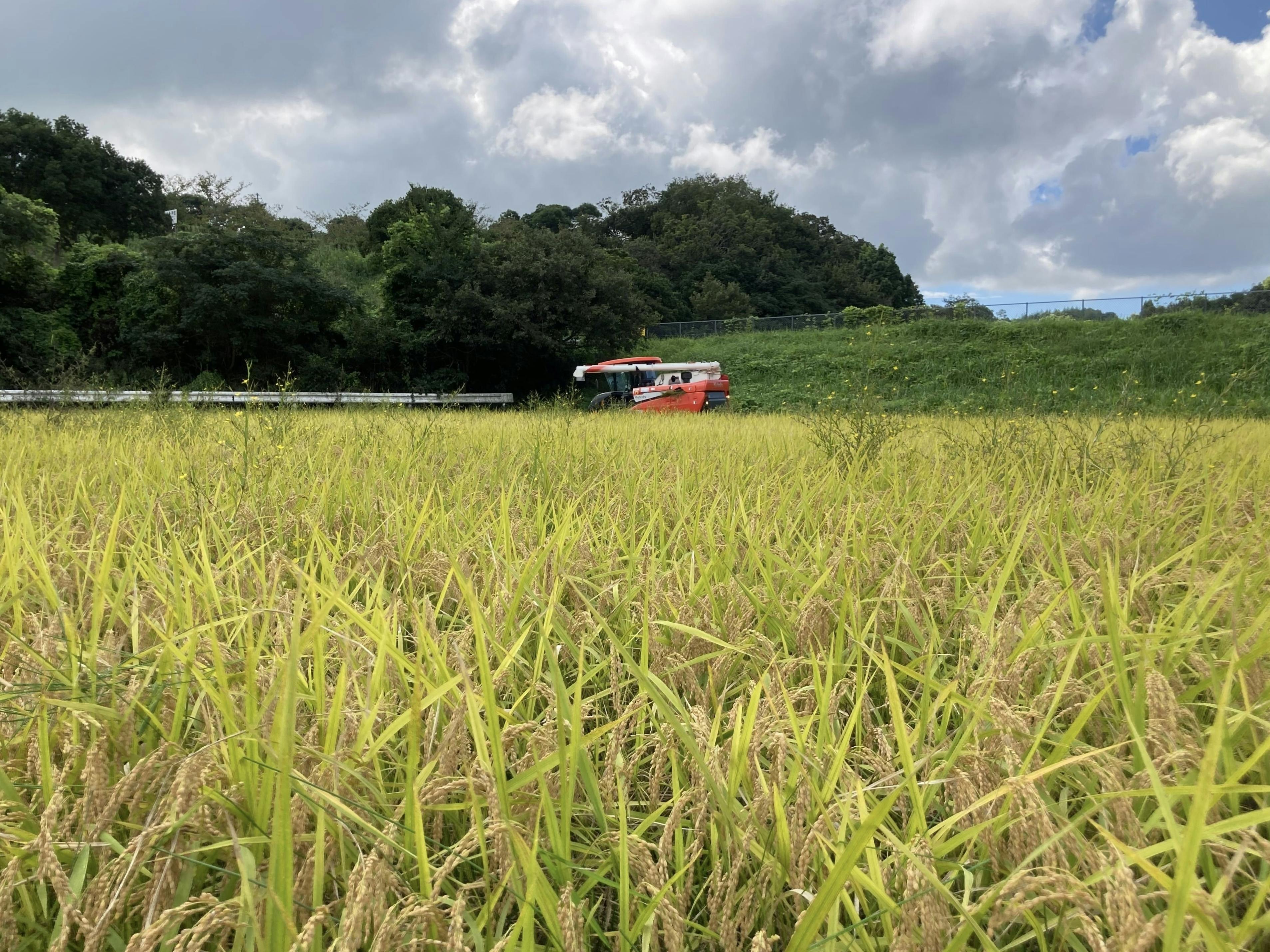 茨城県 茨城町農地 1200坪 注文 水田