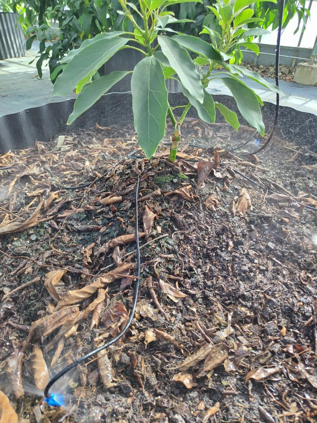 アボカド栽培における水のこだわりについてこっそり教えちゃいます