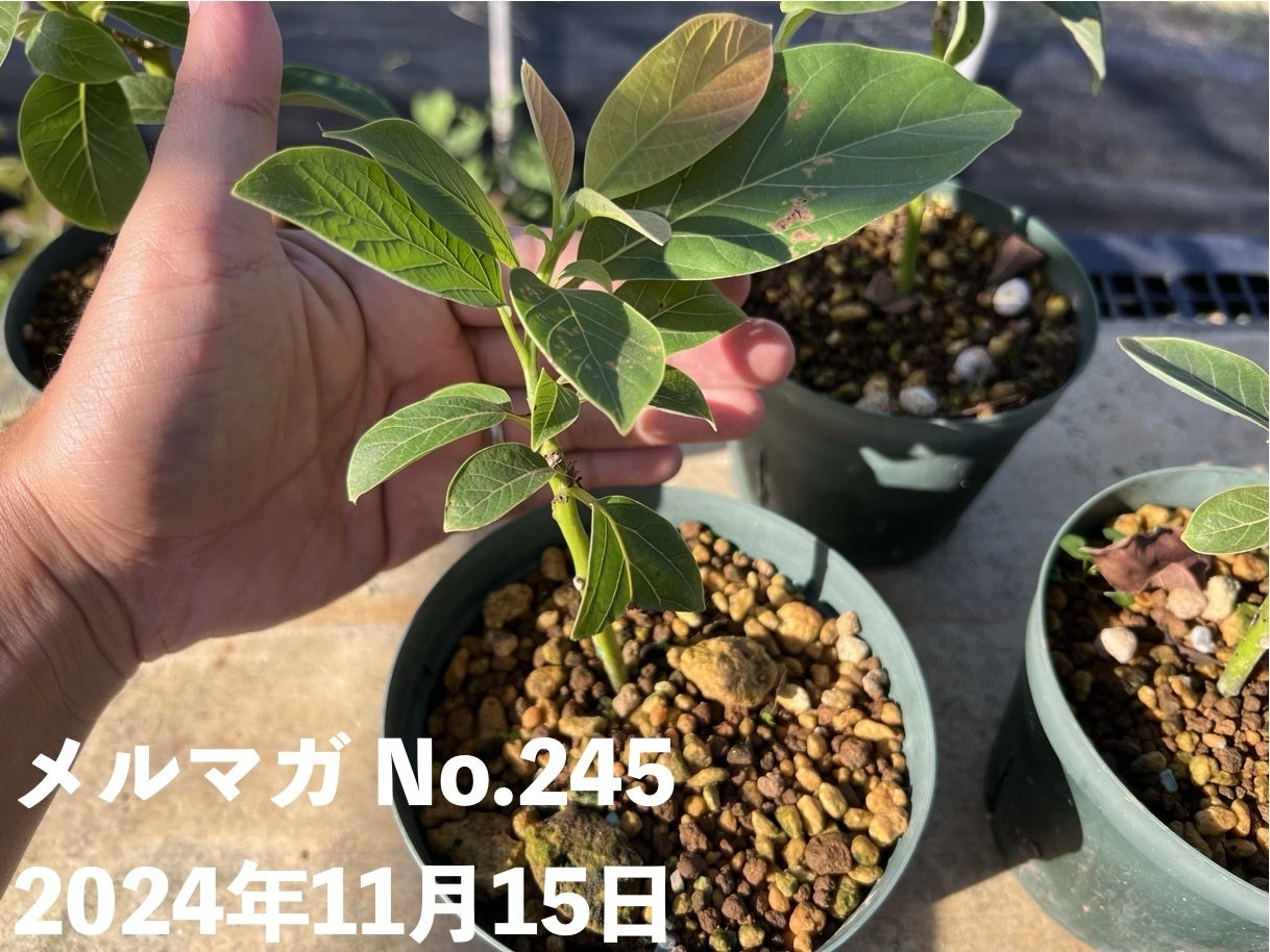 No.245】アボカドの増やし方（実生，接ぎ木，取り木，挿し木）の所感