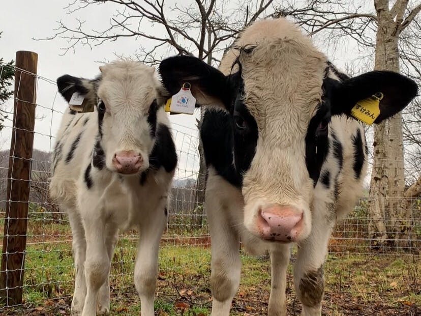 2頭目の牛がやってきました！ - CAMPFIRE (キャンプファイヤー)