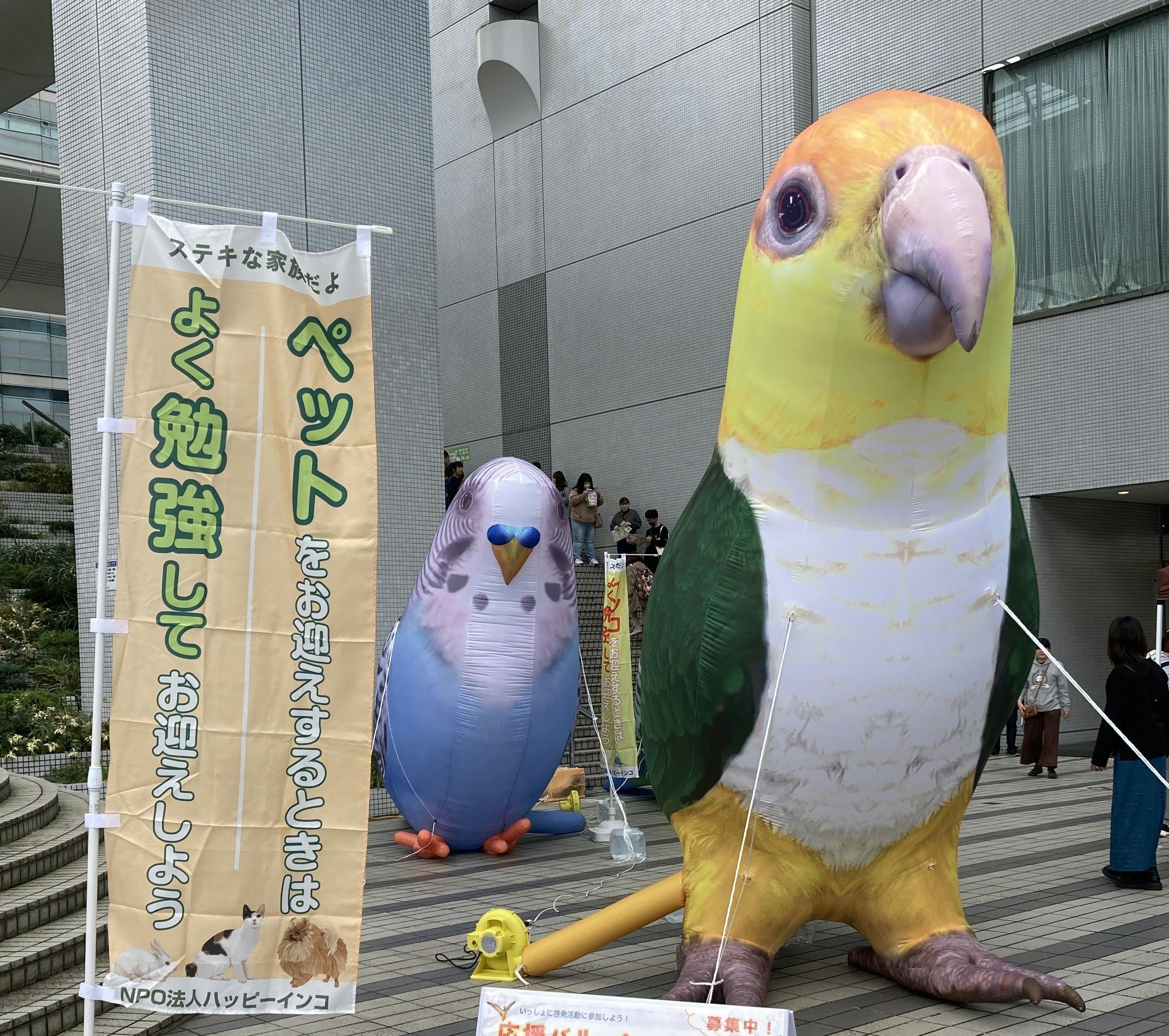 活動報告一覧 - シロハラインコバルーンを作って、シロハラインコさんのためのイベントをやろう！ - CAMPFIRE (キャンプファイヤー)