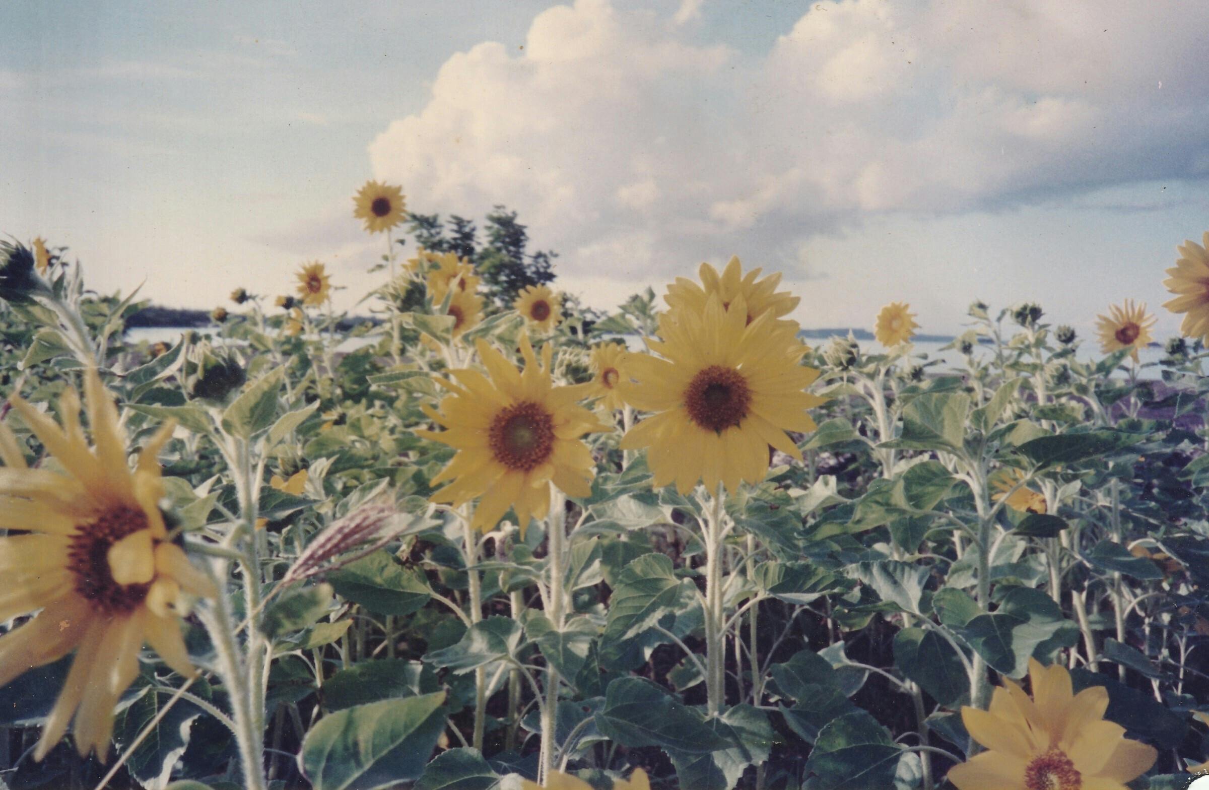 信州産　ひまわり　しゅう様ご確認用です♪ 信州産 ひまわり しゅう様ご確認用です♪ 【公式通販】