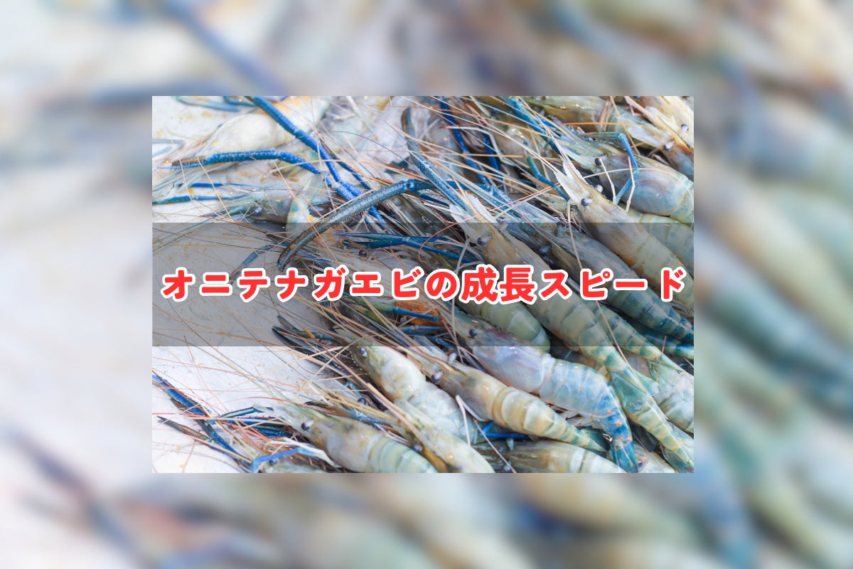 オニテナガエビの成長スピード - CAMPFIRE (キャンプファイヤー) オニテナガエビの成長スピード - CAMPFIRE (キャンプファイヤー)