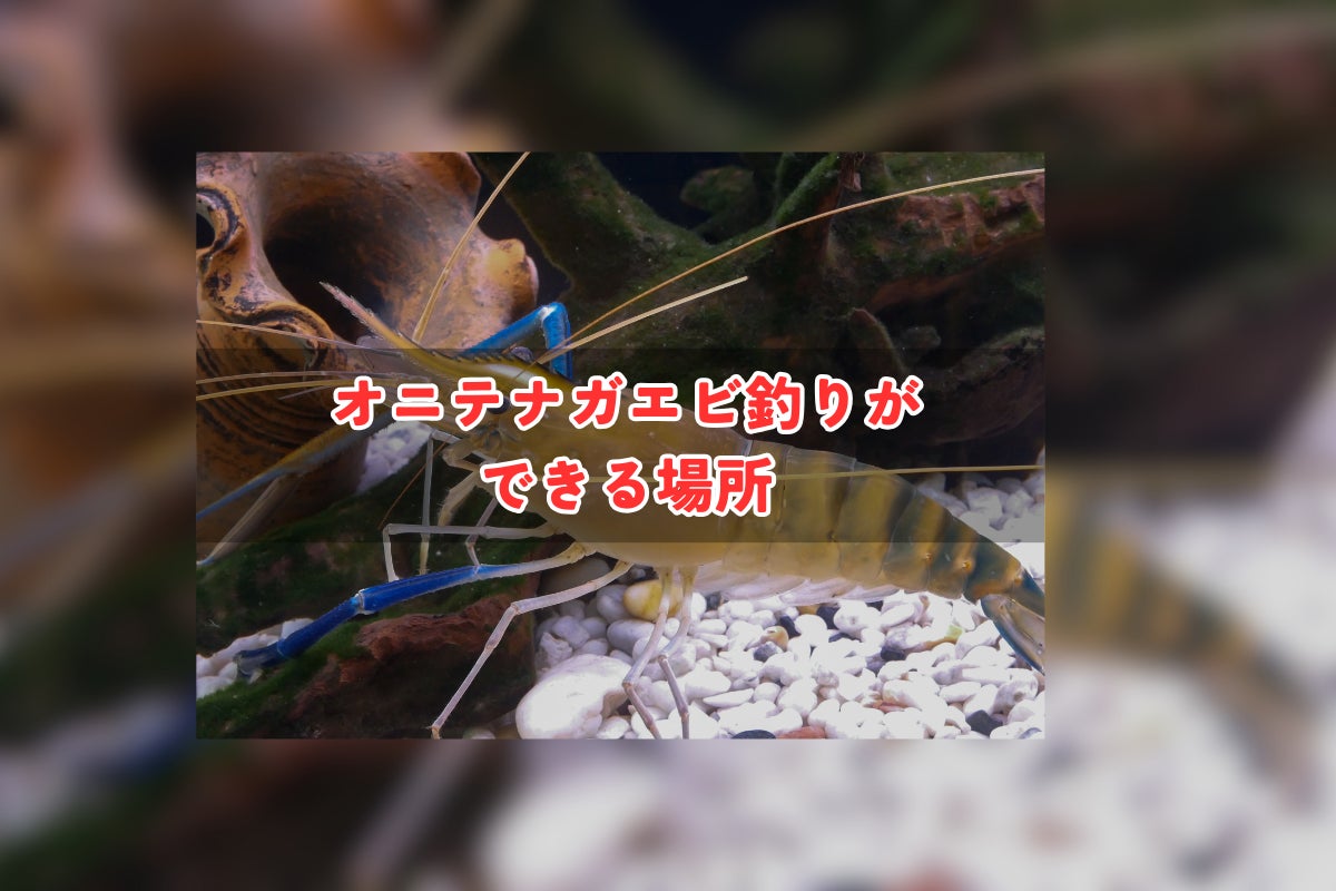オニテナガエビ(豊後テナガエビ)観賞用2025年生まれ