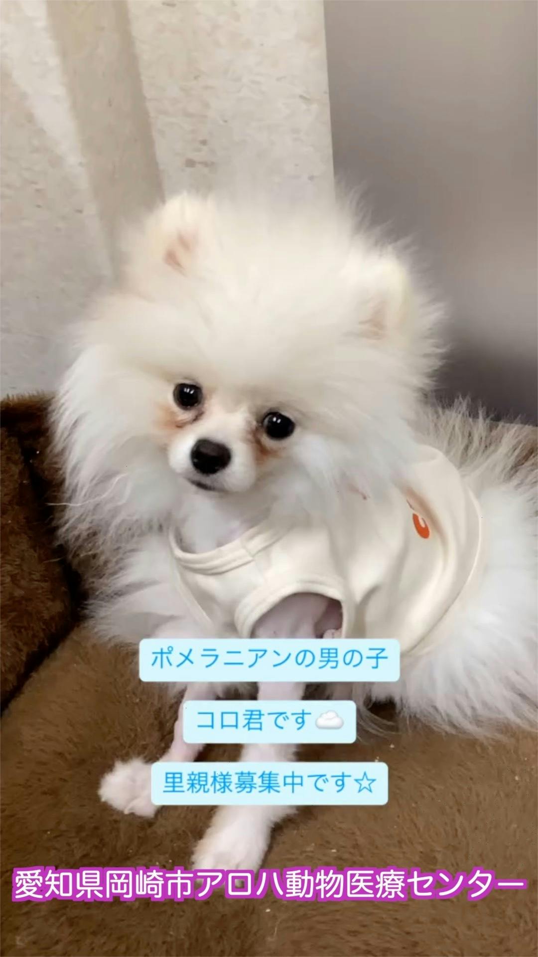 可愛い動物達の里親募集中！！