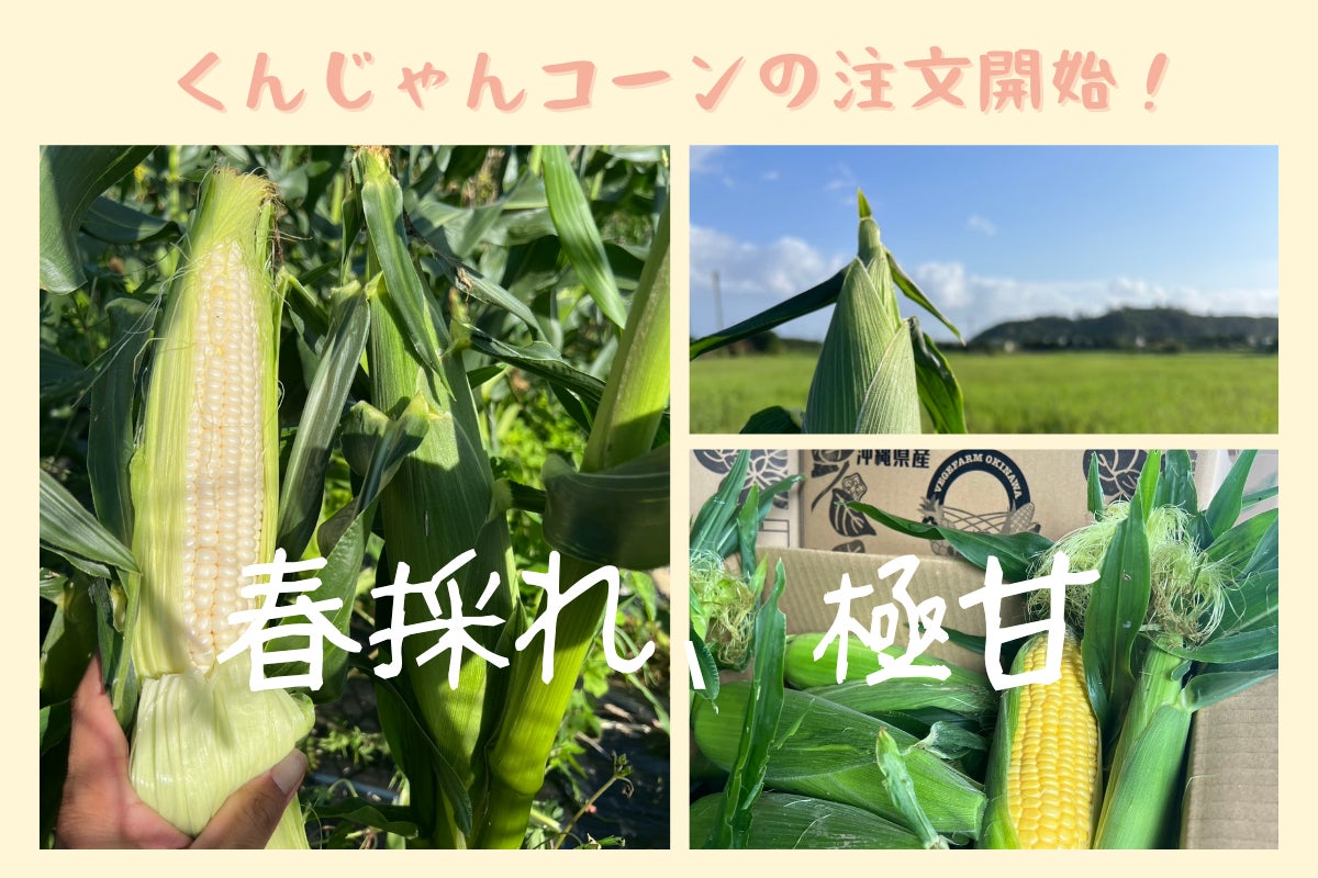 沖縄・国頭産くんじゃんコーンの注文受付を開始しました！ - CAMPFIRE