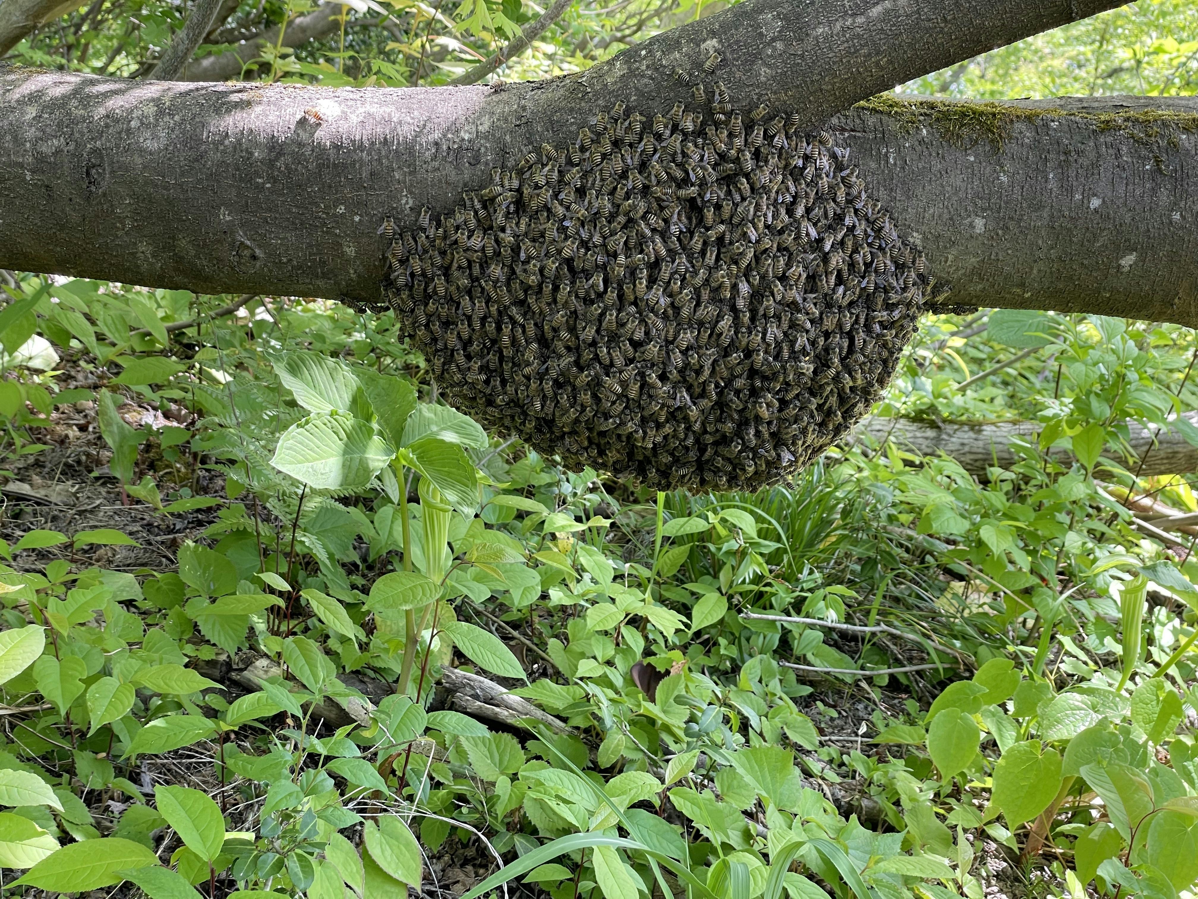 日本みつばちの分蜂（巣分かれ） - CAMPFIRE (キャンプファイヤー)