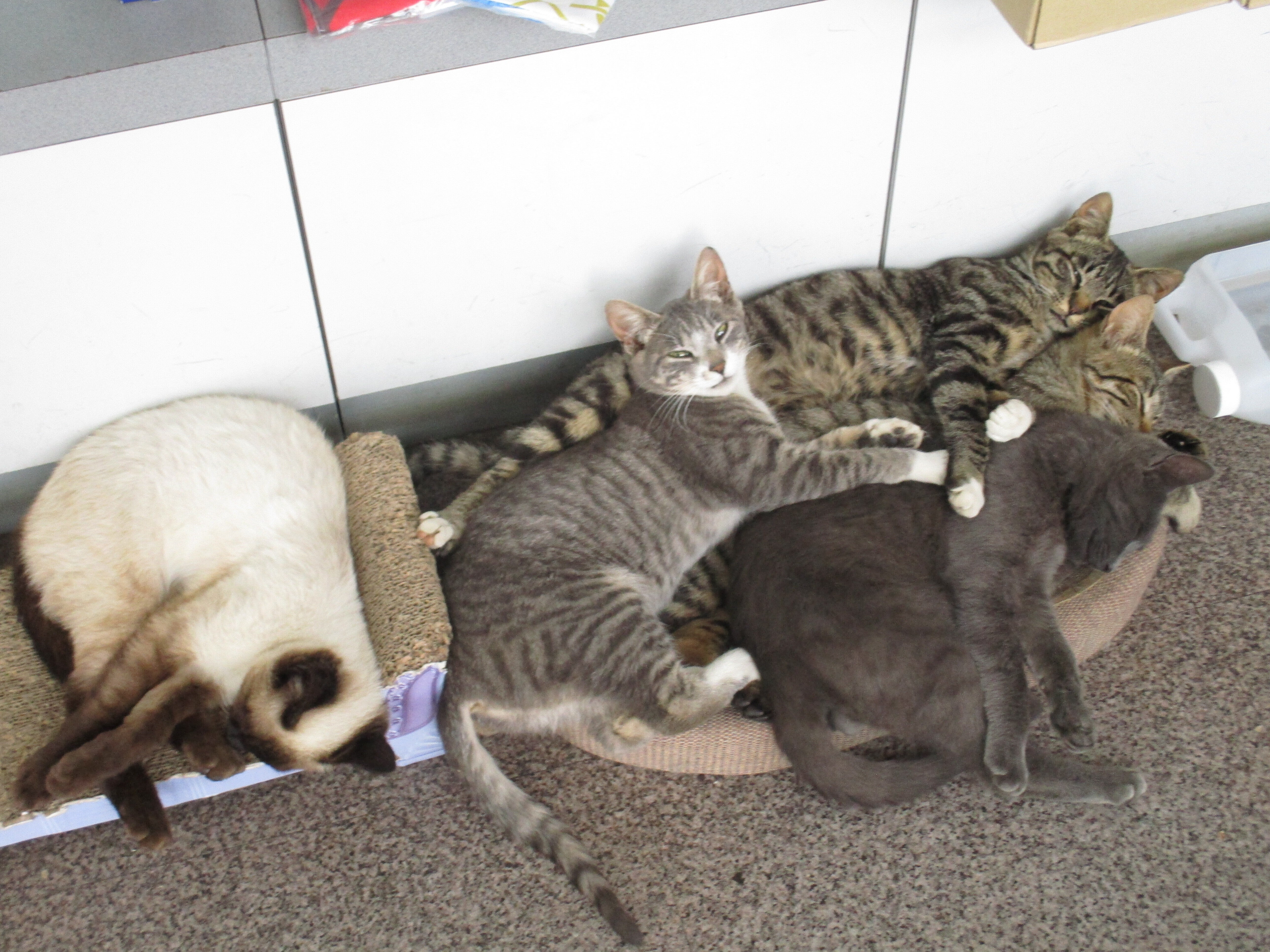奥尻島の野良猫の命を守る会｜助けてください。野良猫の命を、奥尻島の