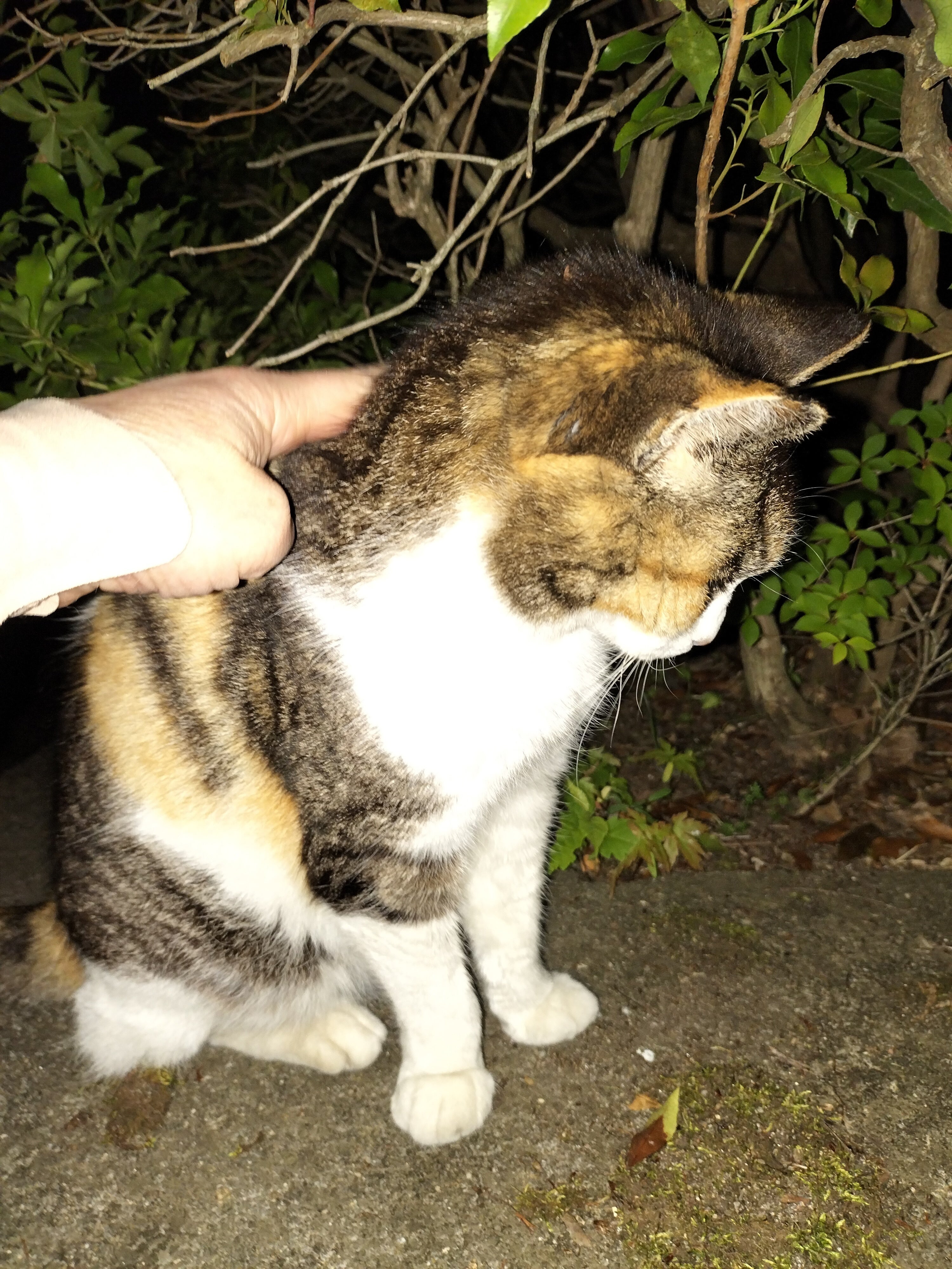 どんなに餌やりが遅くなっても、猫達は待っています。｜保護猫、野良猫