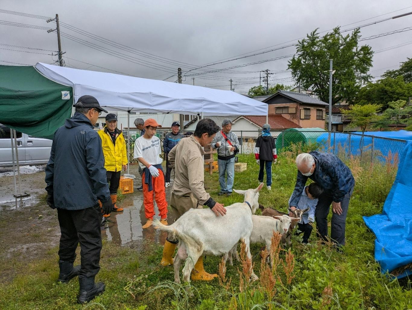ヤギさん元気に活動中！ - CAMPFIRE (キャンプファイヤー)