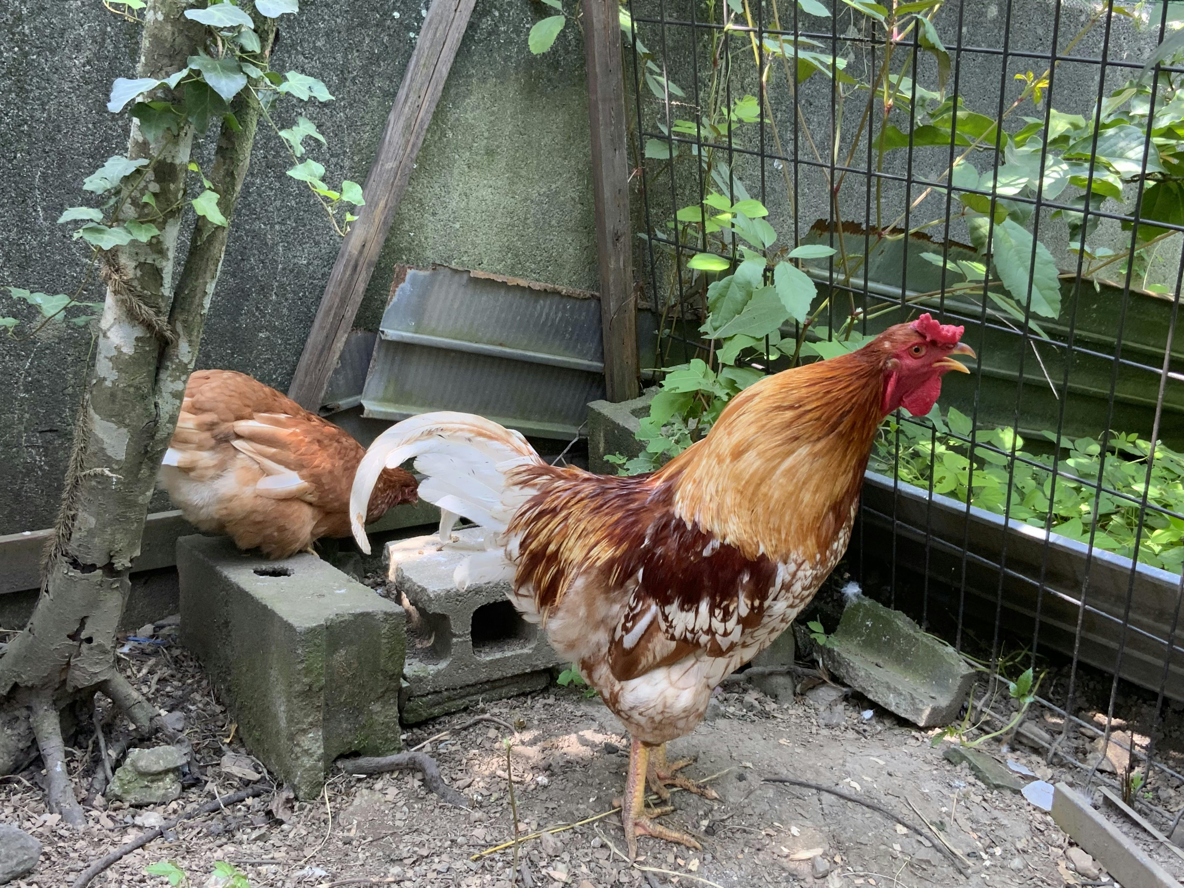 オス鶏を処分しない自然養鶏 - CAMPFIRE (キャンプファイヤー)