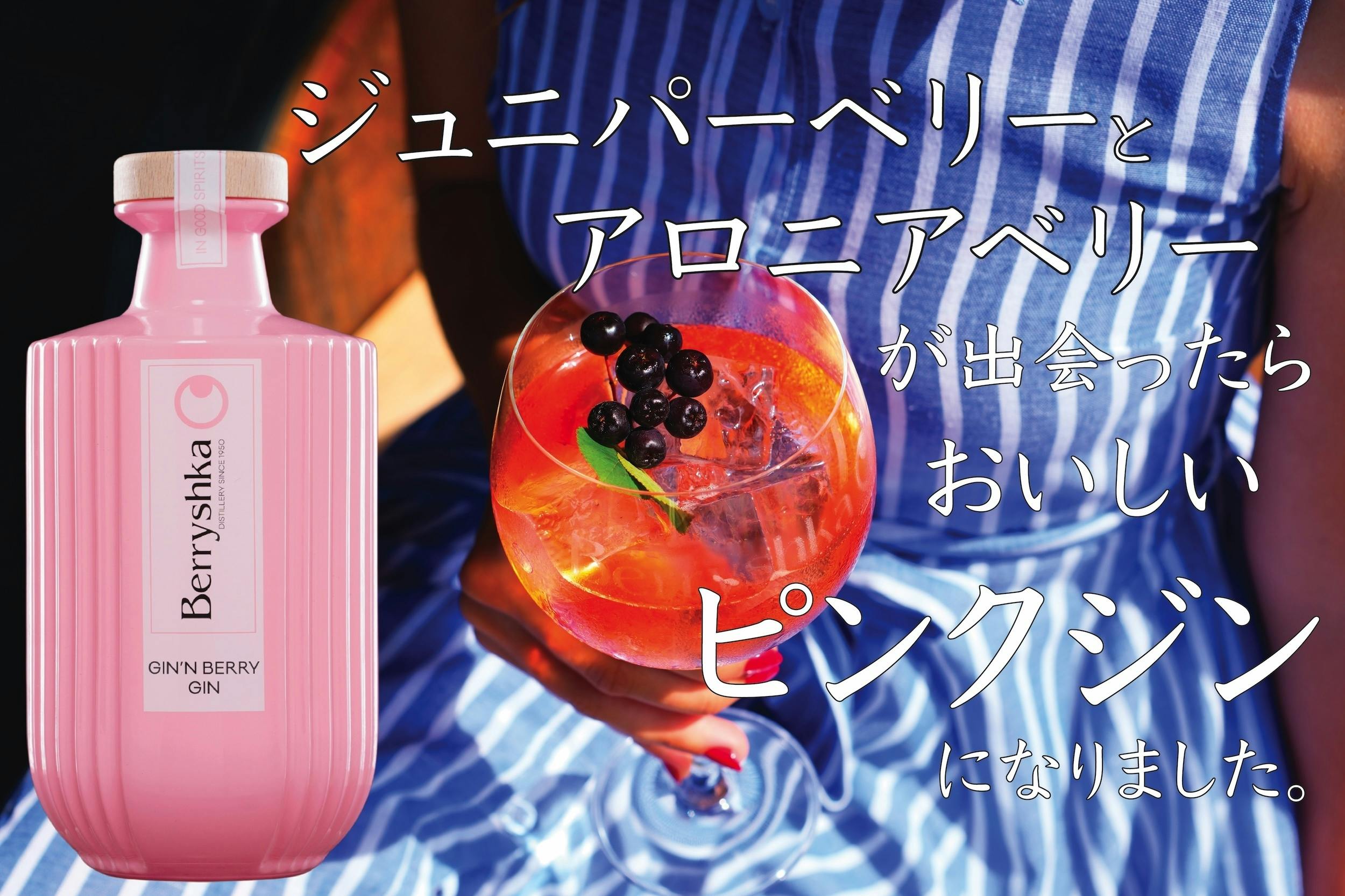 パルナシウス・ハードウィッキー（1オス、インドザンスカール産） ANNIVERSARY CARNIVAL｜J&M DAVIDSON｜ジェイアンドエム