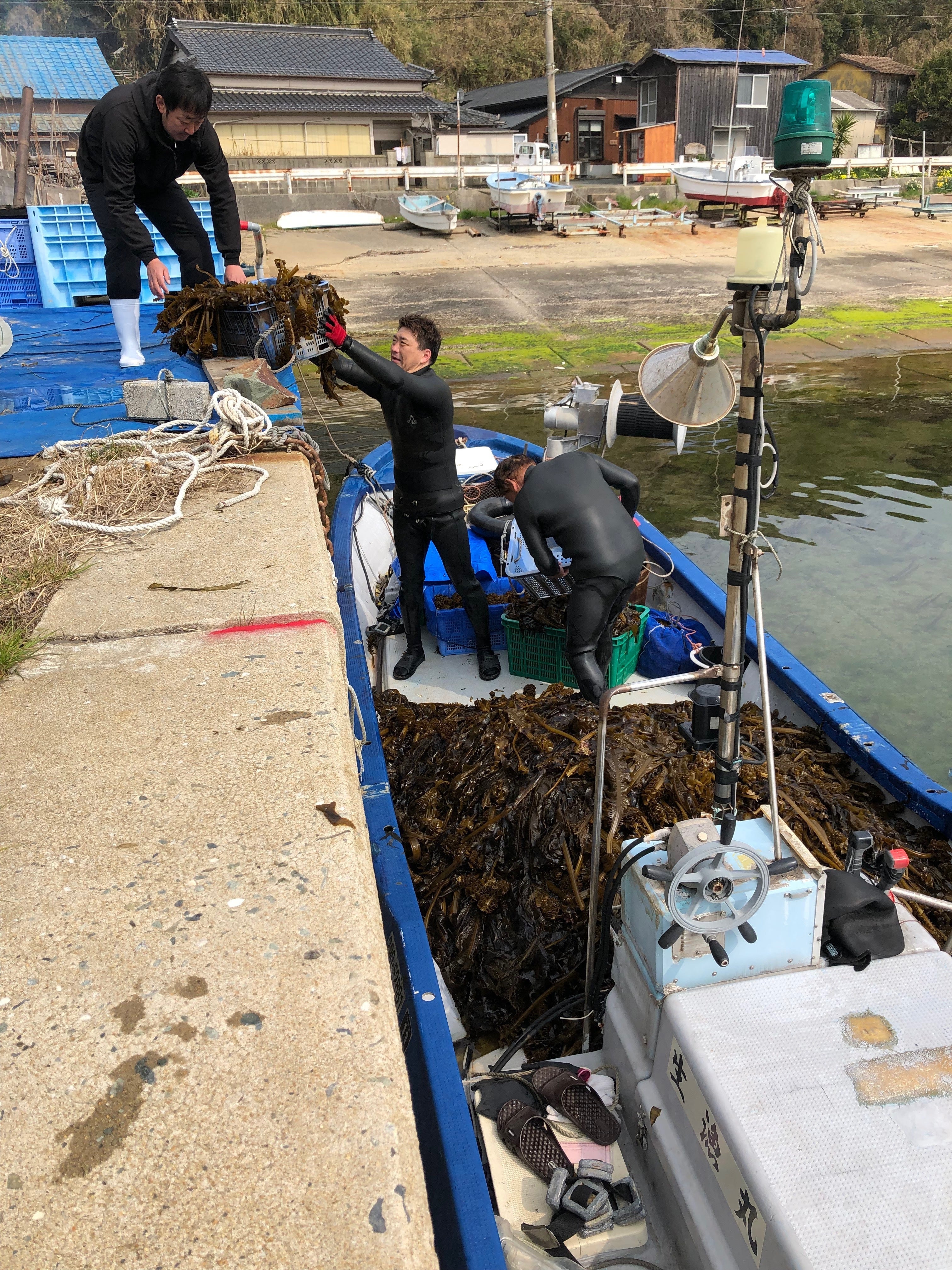 流通量わずか2 貴重な天然ワカメの収穫も始まりました Campfire キャンプファイヤー