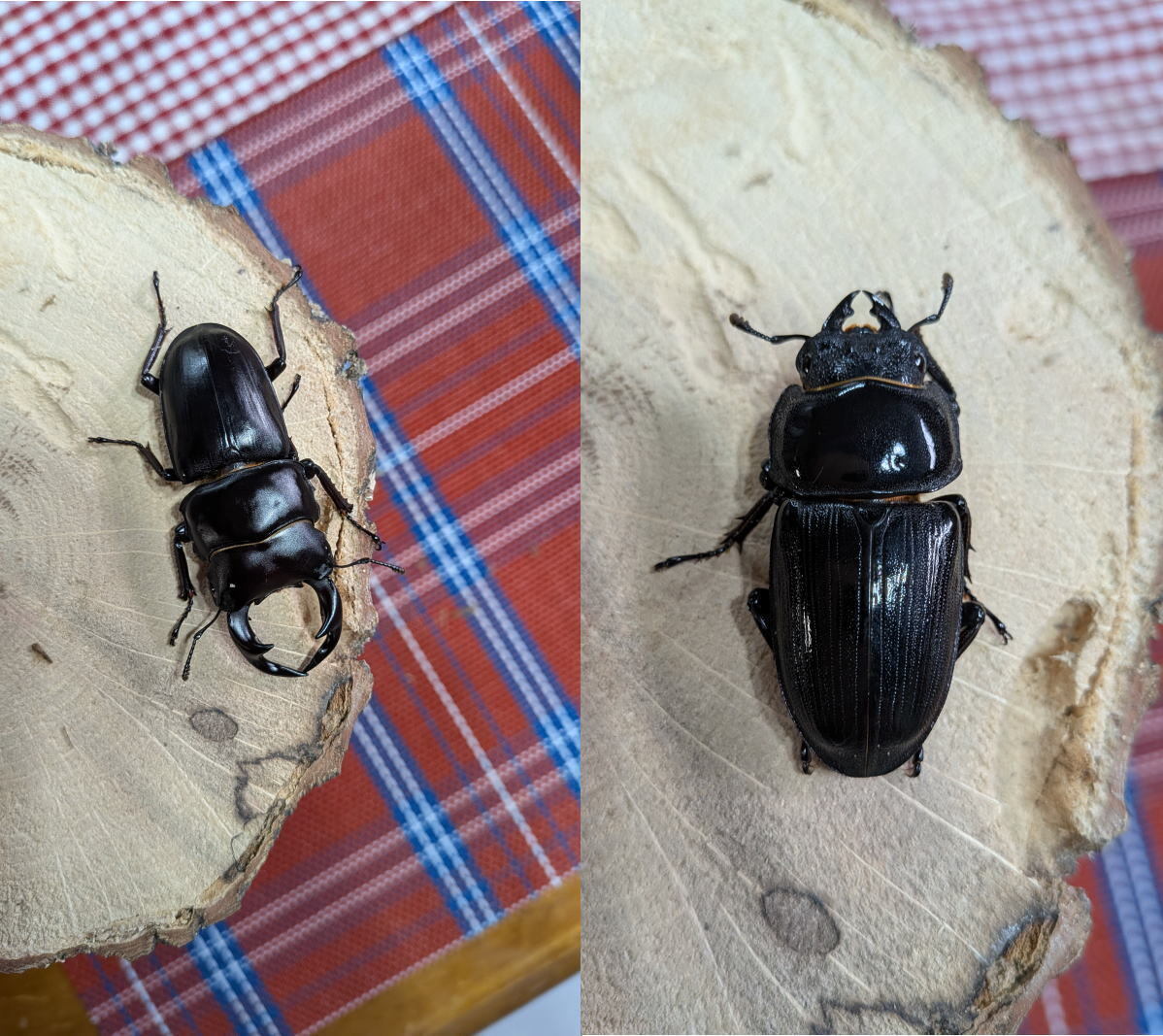 オオクワガタ WF1鹿児島県姶良市加治木町○○産 ♂72㎜、♀46