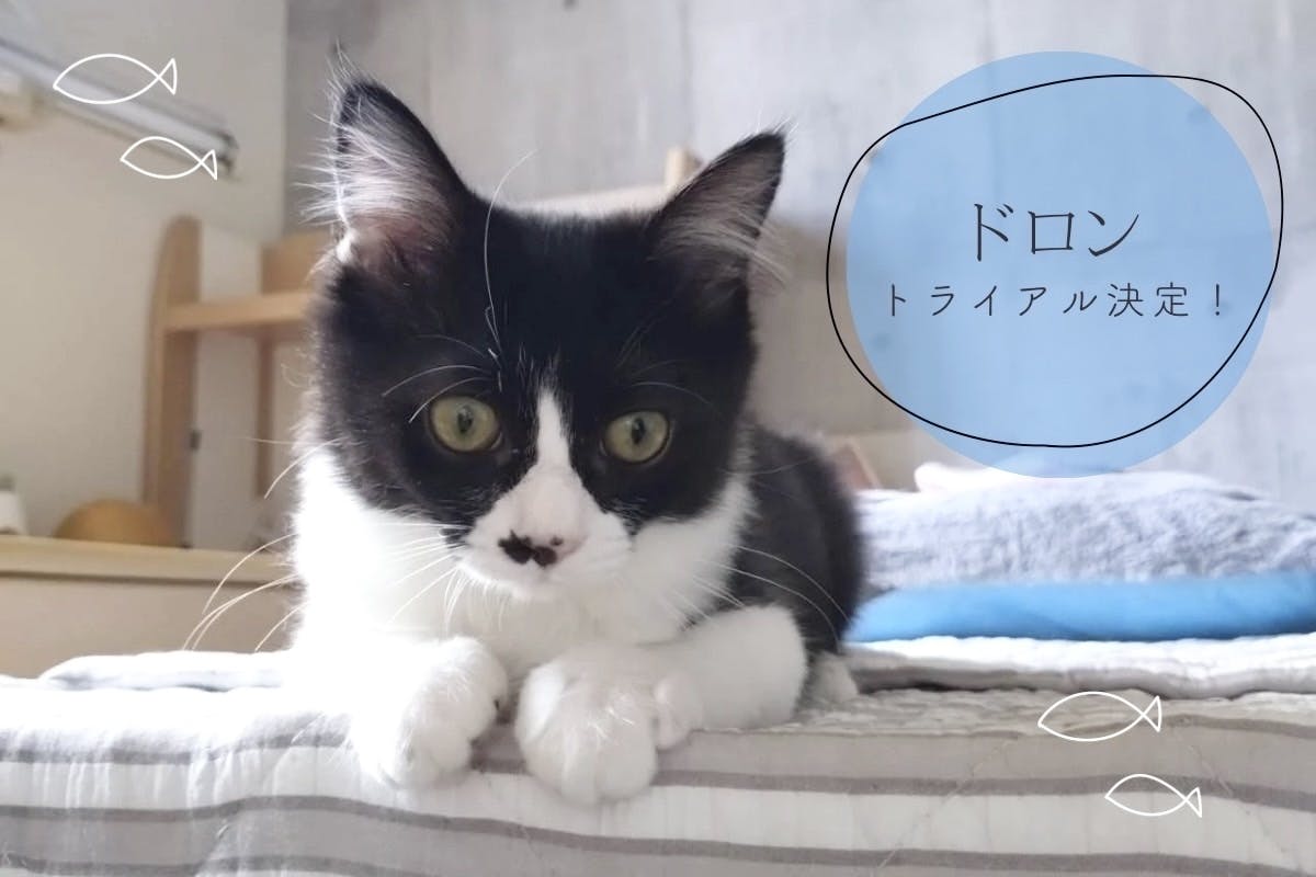 龍脈の精髄 ― ガーデンクォーツ × 植物ペンダント 保護猫活動