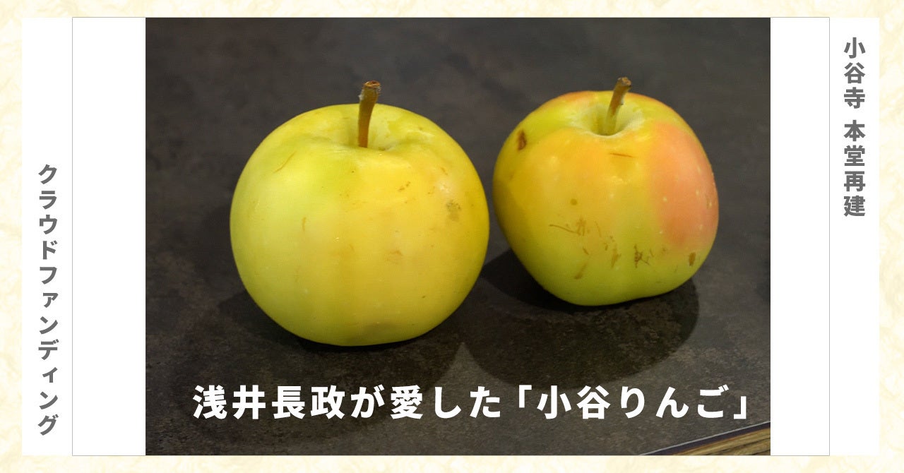 浅井長政公が愛した「幻のリンゴ」が返礼品に！ - CAMPFIRE (キャンプ