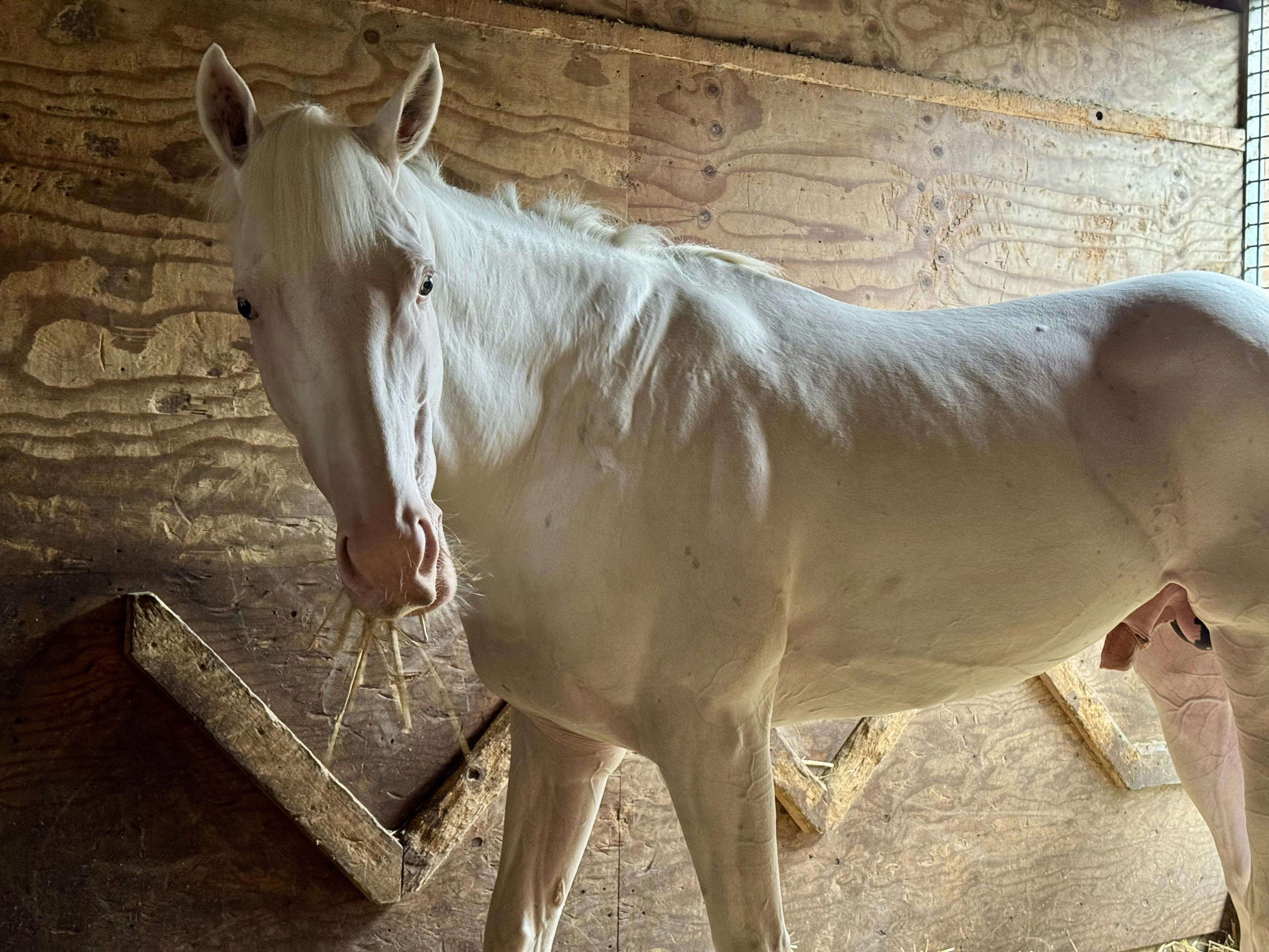 追悼】「TCC 広報大使」アオラキにつきまして - CAMPFIRE (キャンプ