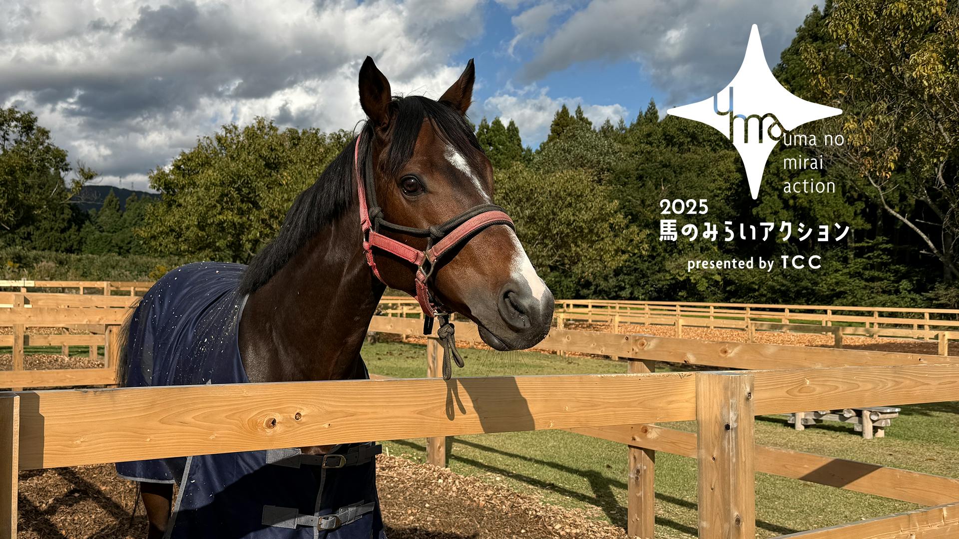 爽やか馬場 出品 楽天市場】ホースフィギュア 乗馬シリーズ 馬 ライダー セット馬 栗毛