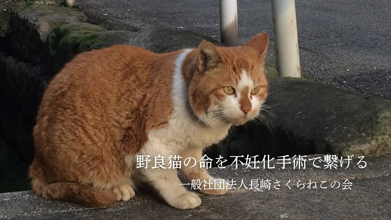 荒れ地のねこ 長崎さくらねこの会【初】 - CAMPFIRE (キャンプファイヤー)