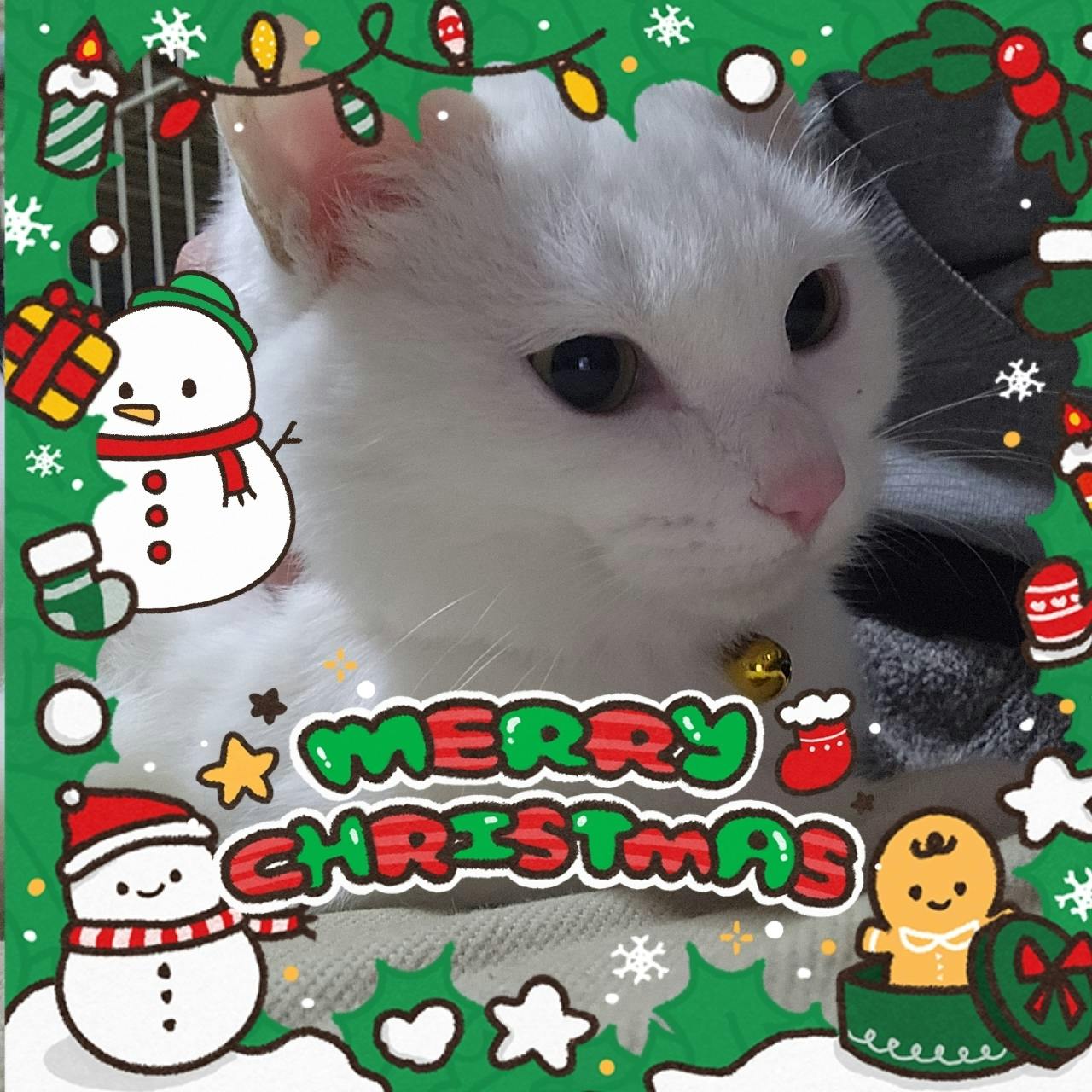 雨の日のねこ様☆メリークリスマス☆ メリークリスマス！譲渡会終えて - CAMPFIRE (キャンプファイヤー)