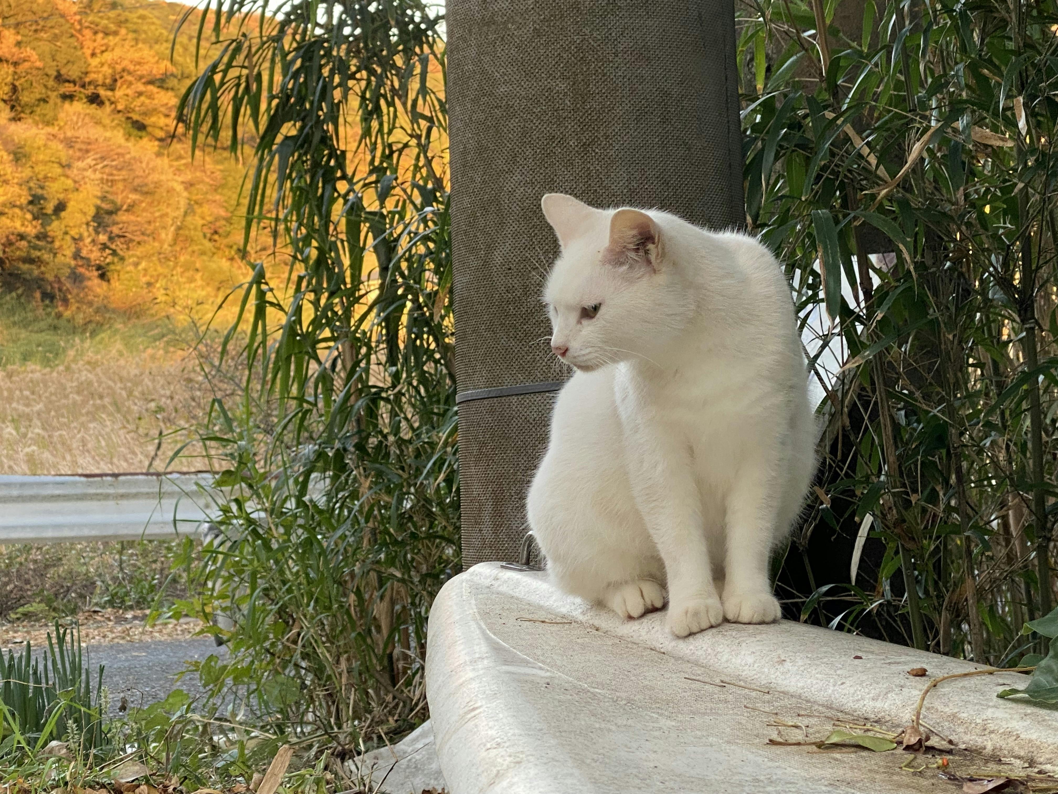 野良猫の現実 - CAMPFIRE (キャンプファイヤー)