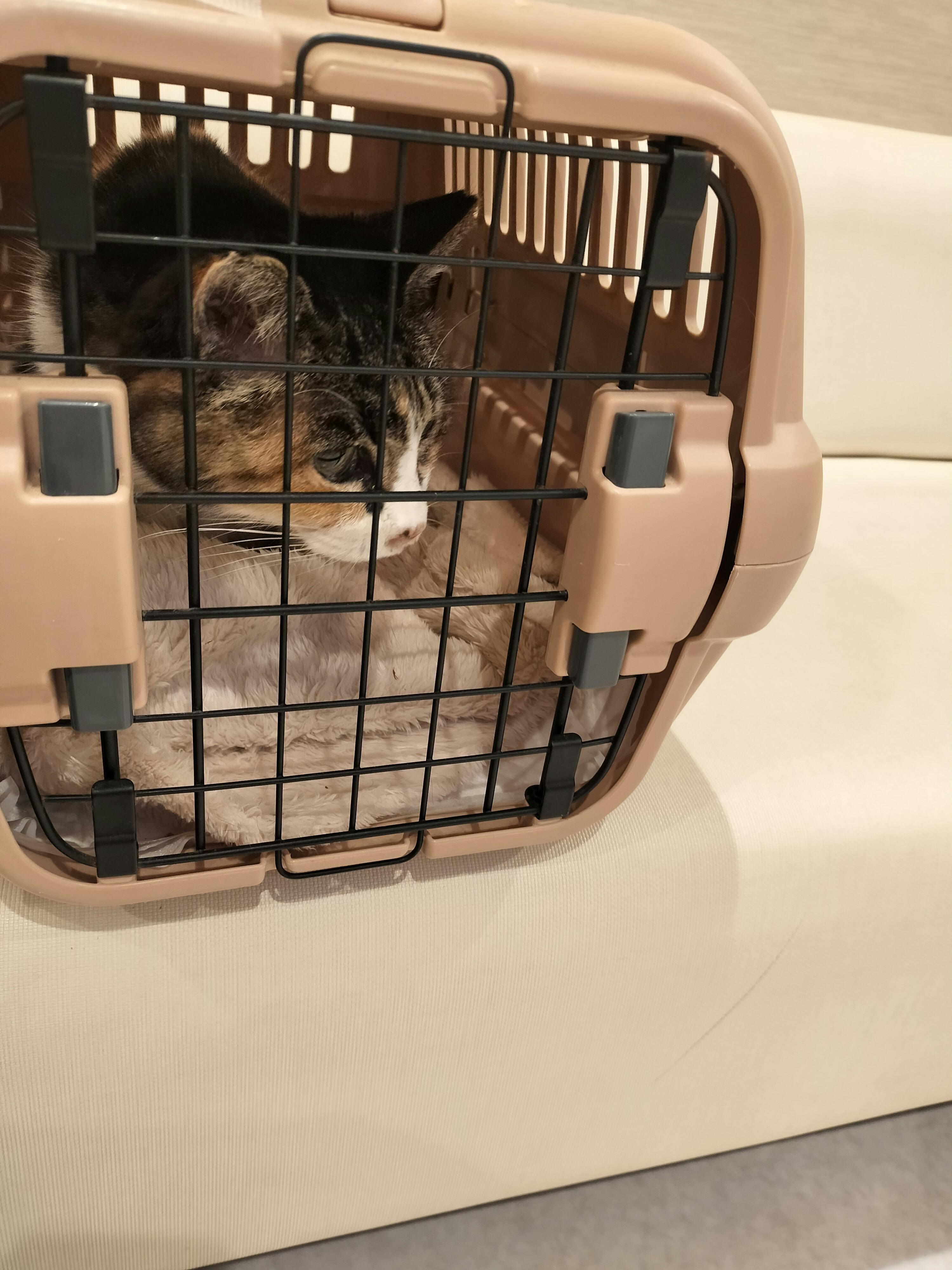 支援者様方にはいつも大変お世話になっております。小ミケを動物病院に